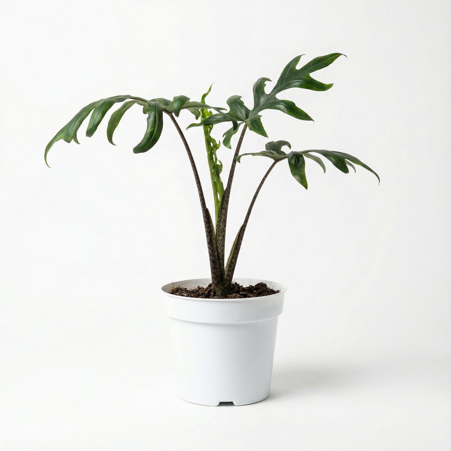 Alocasia Brancifolia