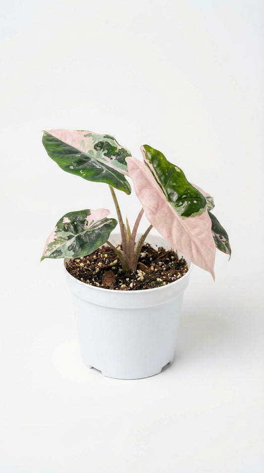 Alocasia chantrieri pink varigata - Preorder
