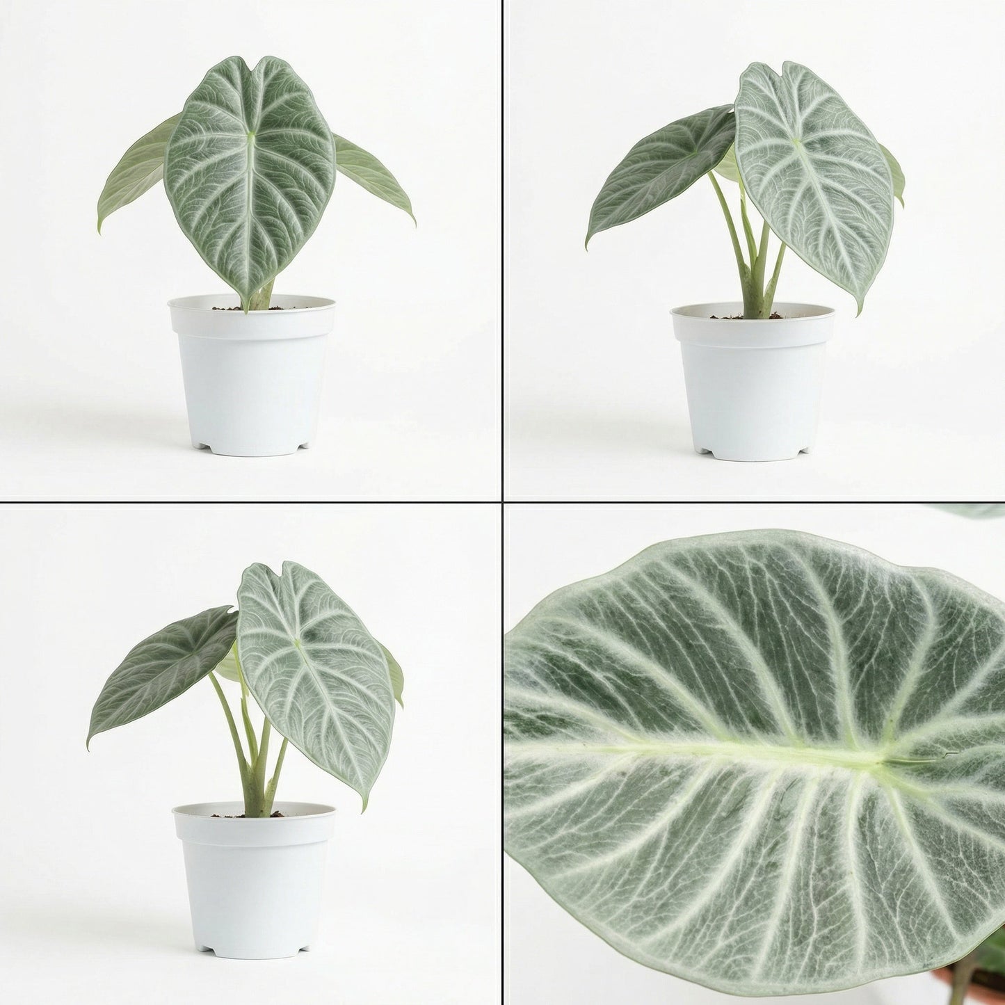 Alocasia Crystal