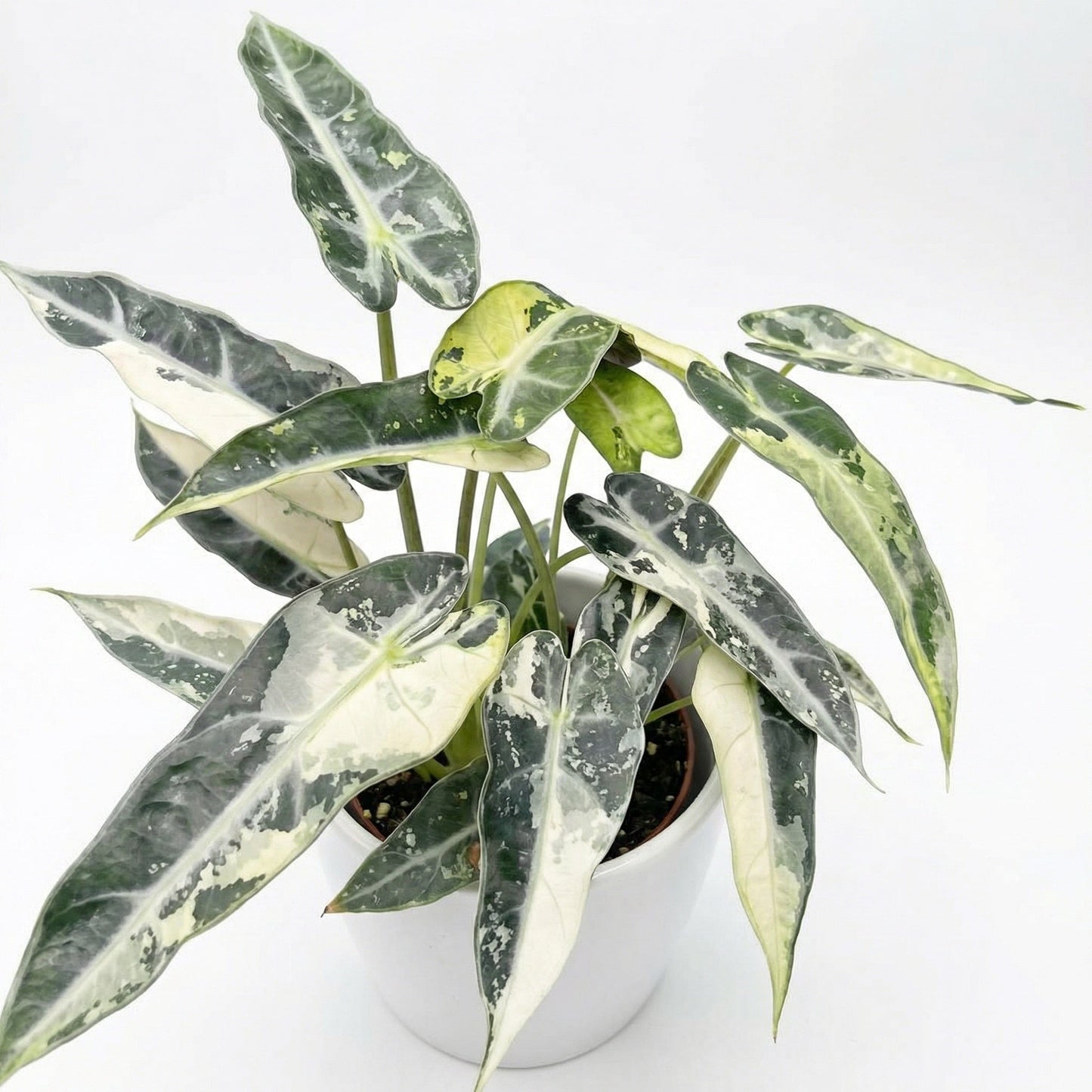 Alocasia Green Bambino Var - Preorder