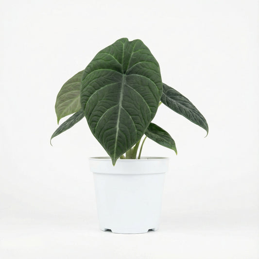 Alocasia Maharani