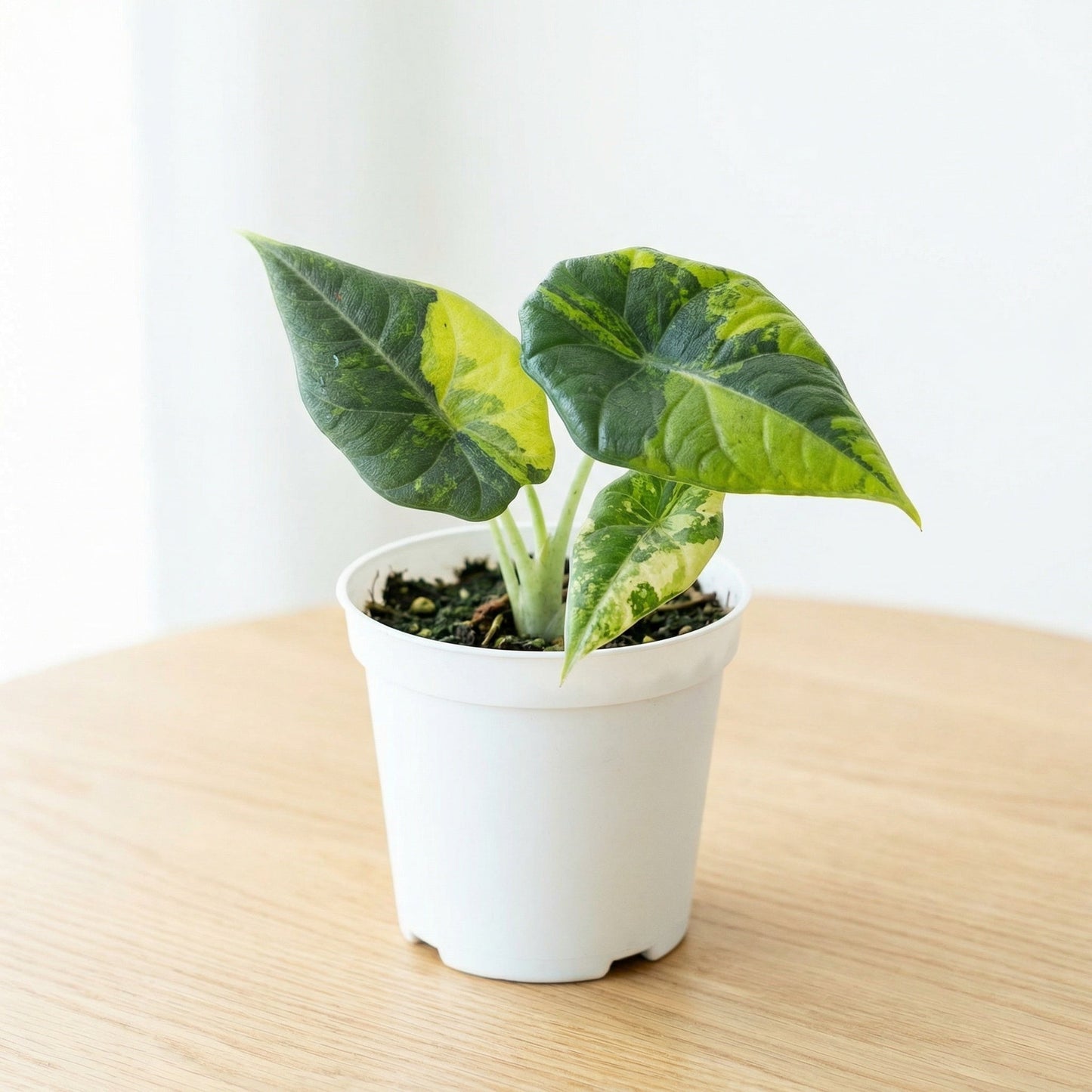 Alocasia Maharani Golden Bright - Preorder