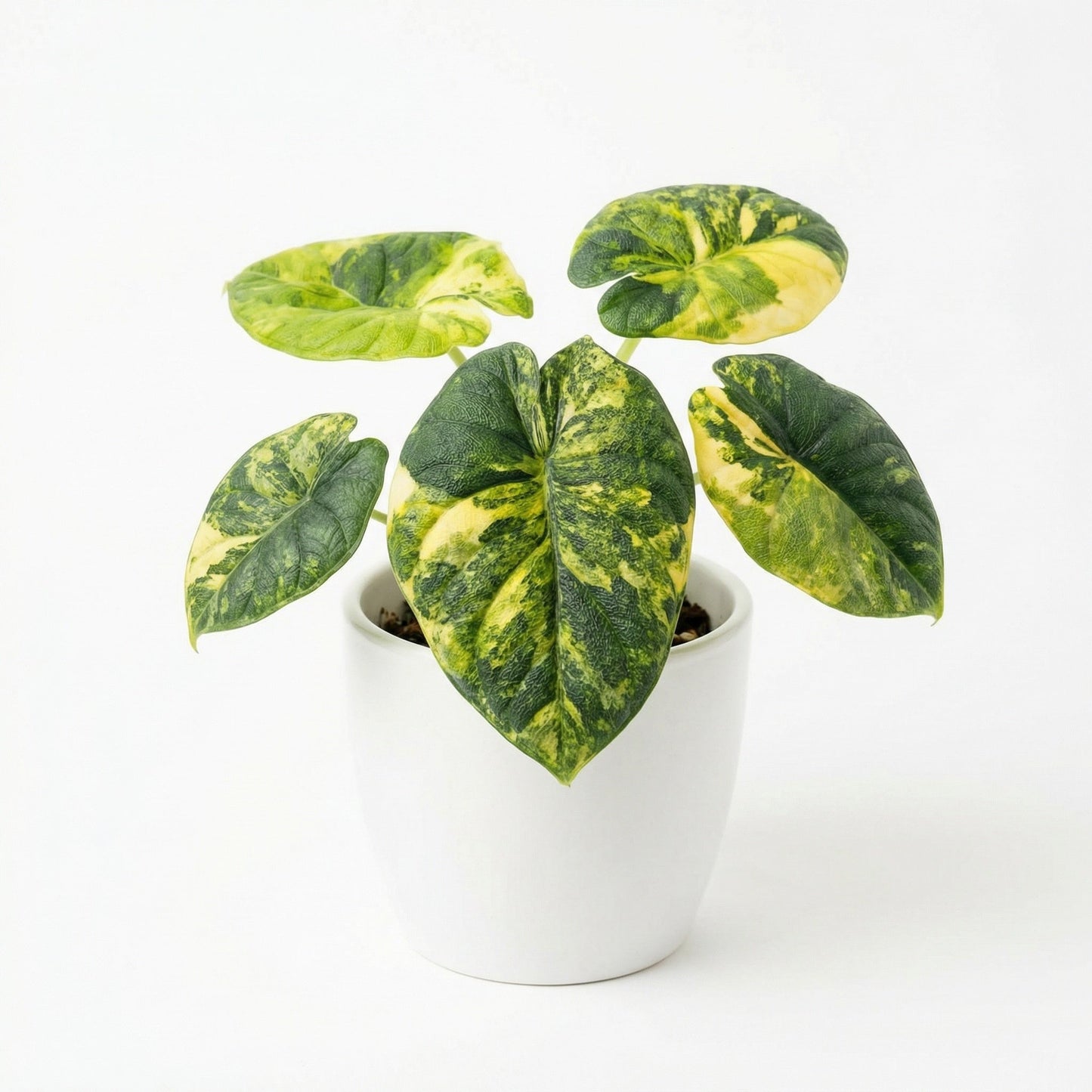 Alocasia Melo Aurea - Preorder