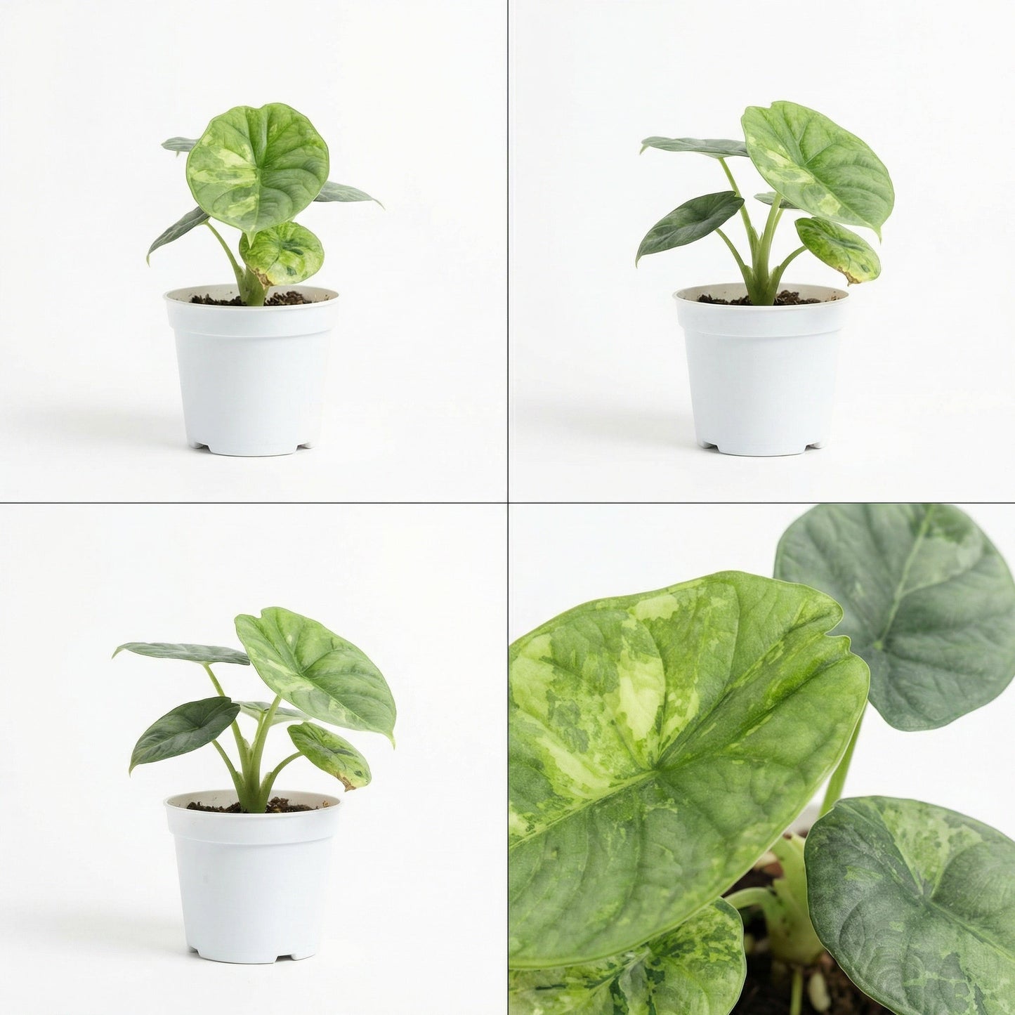 Alocasia Nebula Mint Variegata