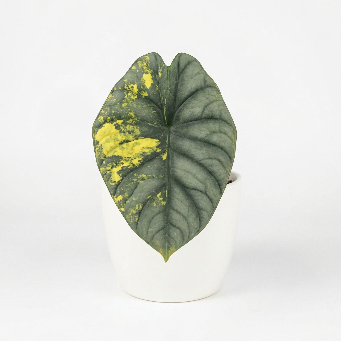 Alocasia Nebula Aurea - Preorder