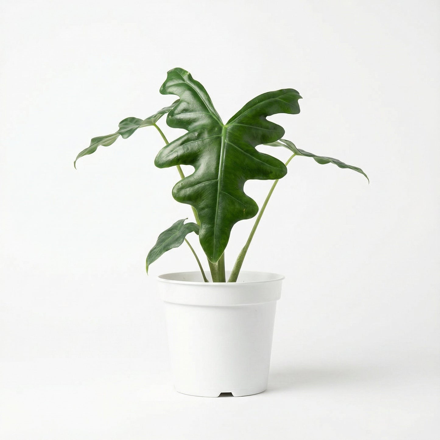 Alocasia Portei