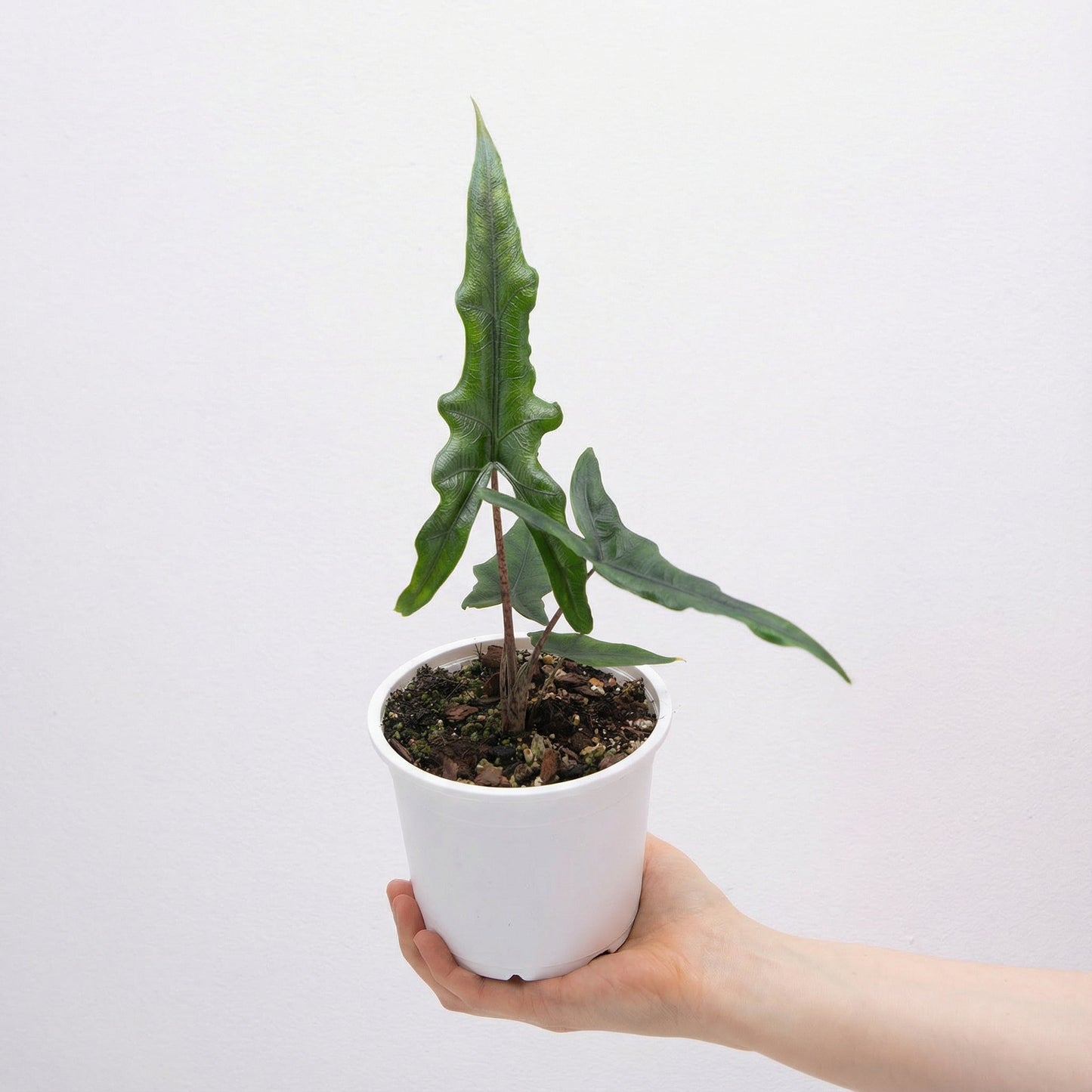 Alocasia Sabrina Narrow