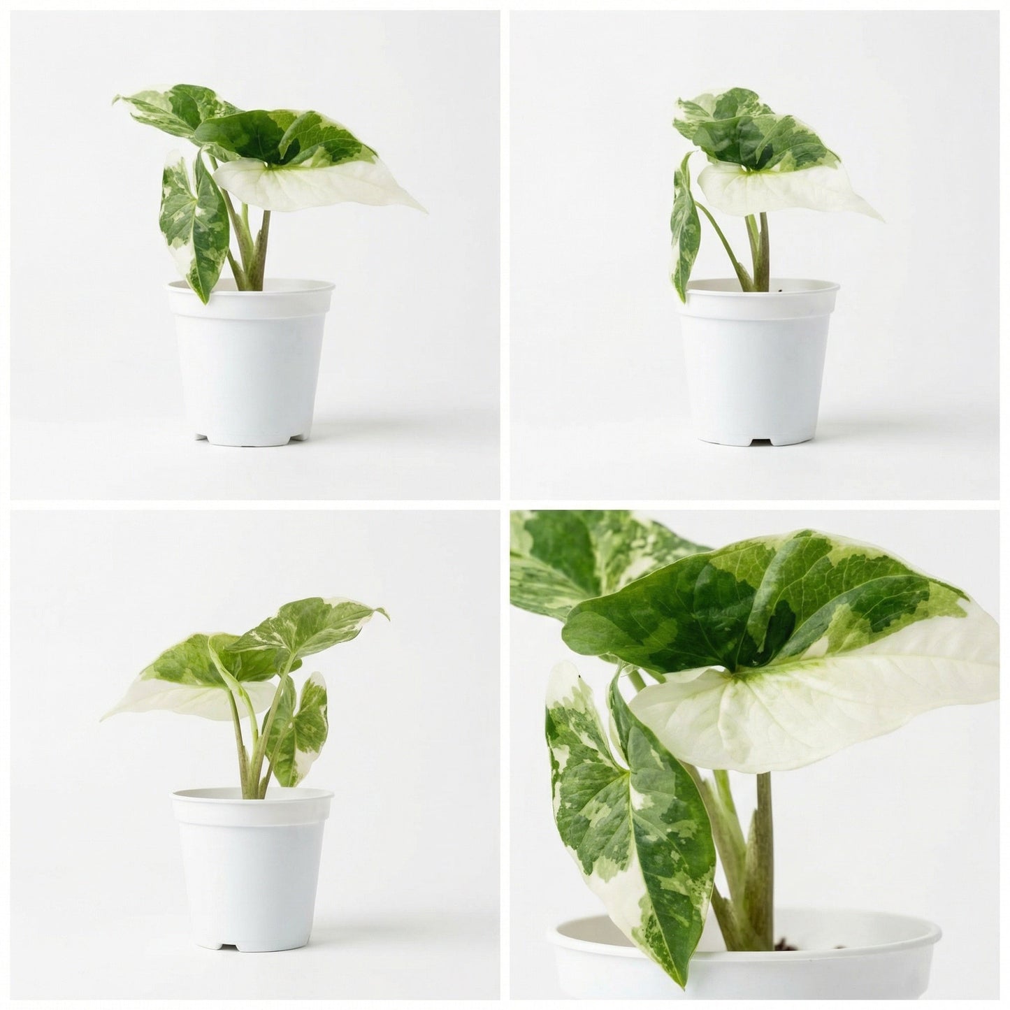 Alocasia Scalprum Albo Variegata