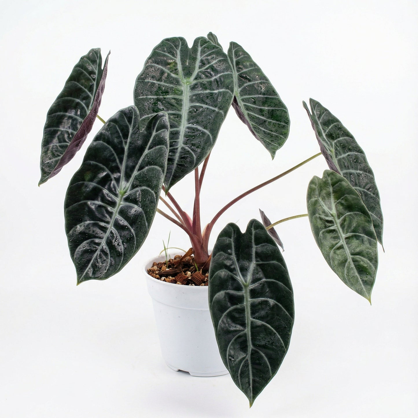 Alocasia Sedenii