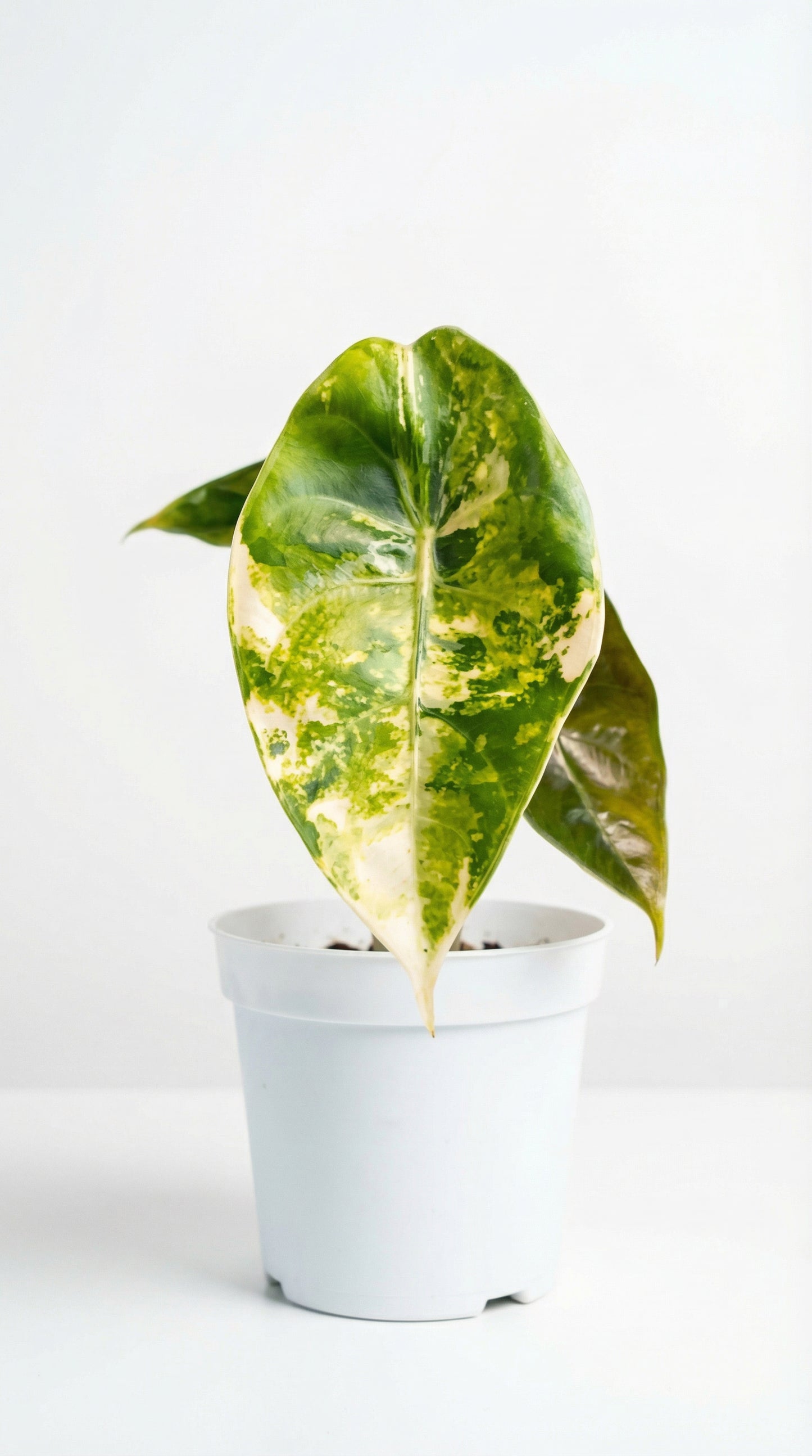Alocasia sedenii Aurea - Preorder