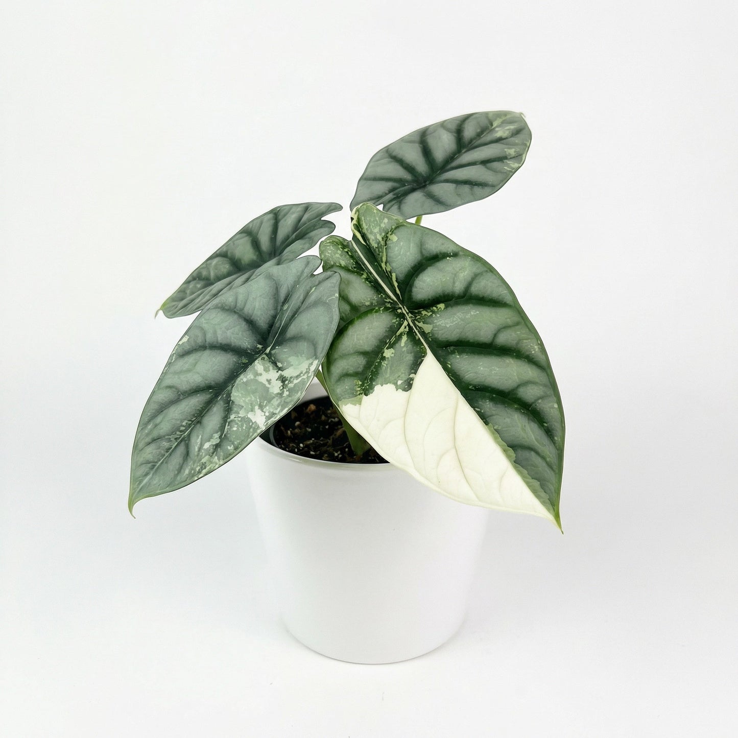 Alocasia Silver Dragon Albo - Preorder