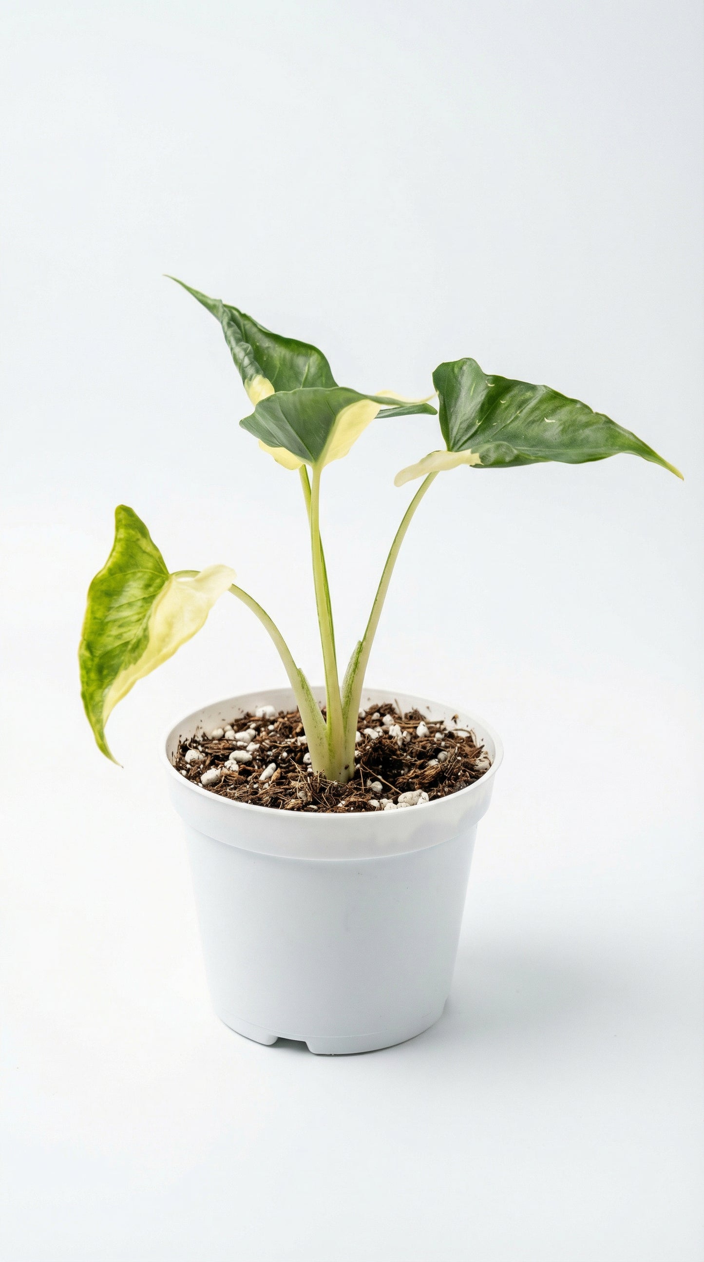 Alocasia triangularis variegata - Preorder