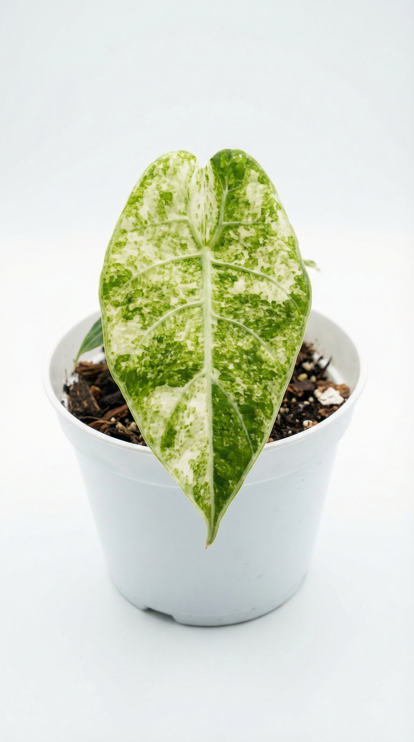 Alocasia watsoniana Glossy Variegated - Preorder