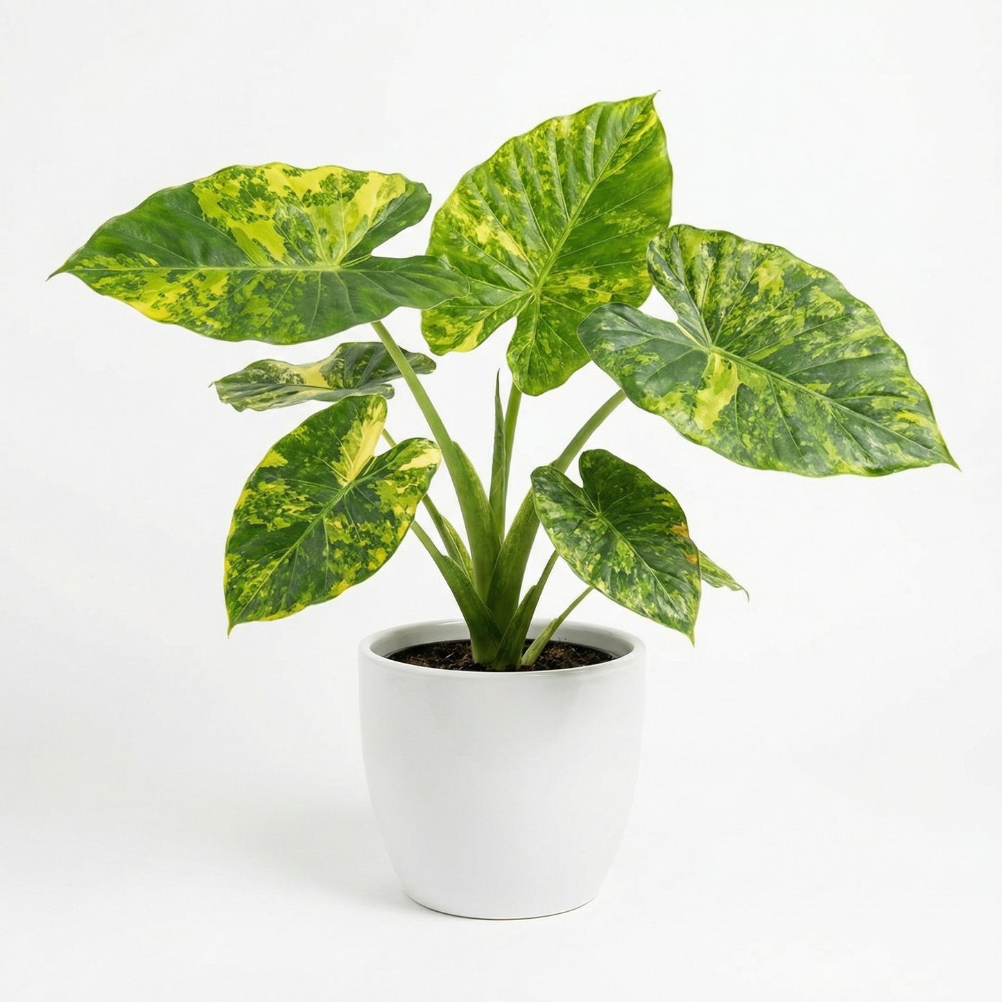 Alocasia Wentii Aurea - Preorder