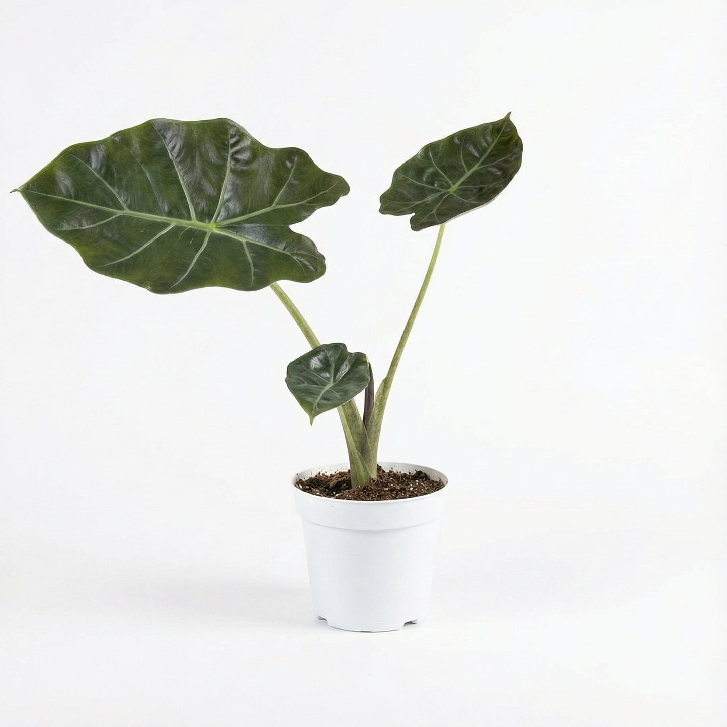Alocasia Williamms Hybrid