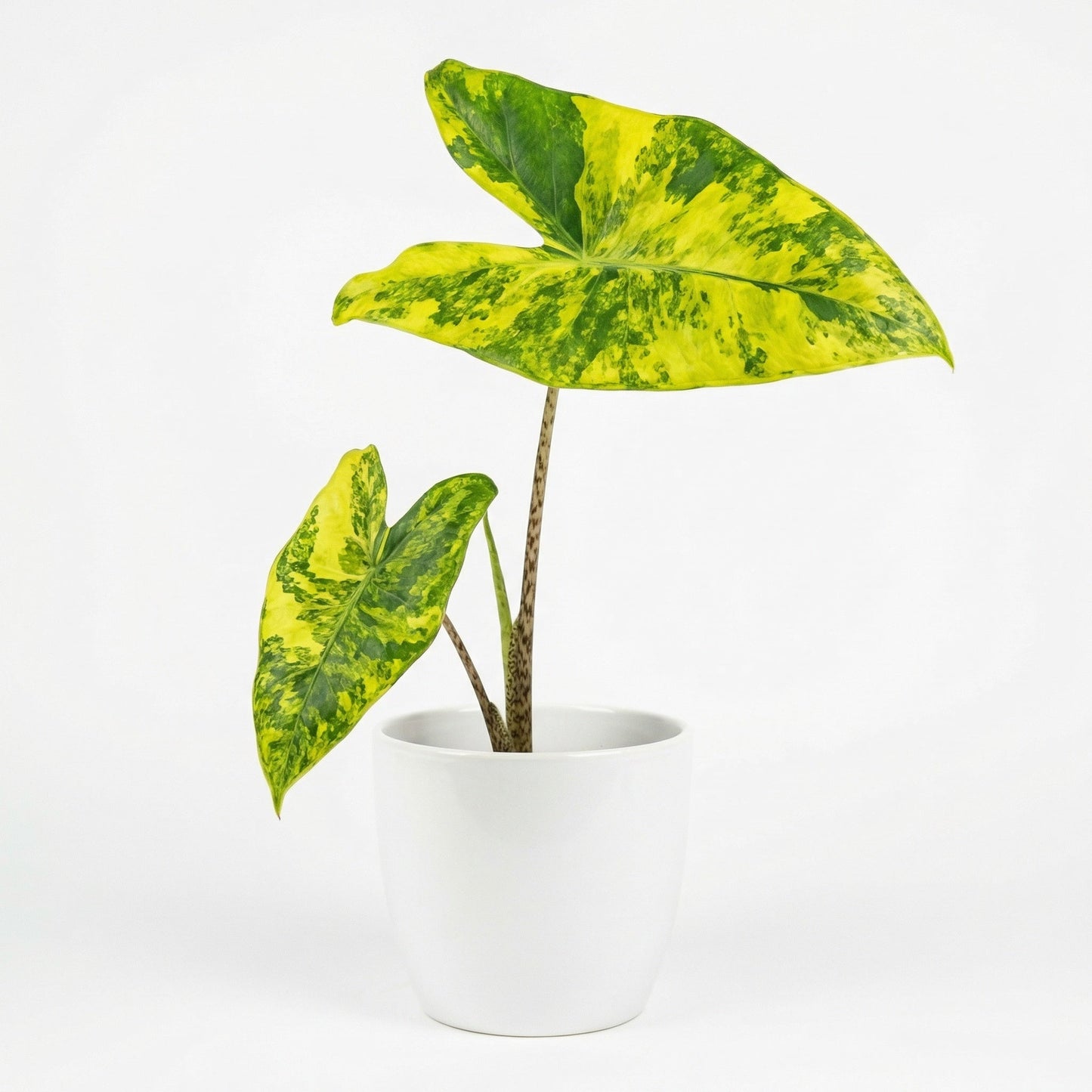 Alocasia Zebrina Aurea - Preorder