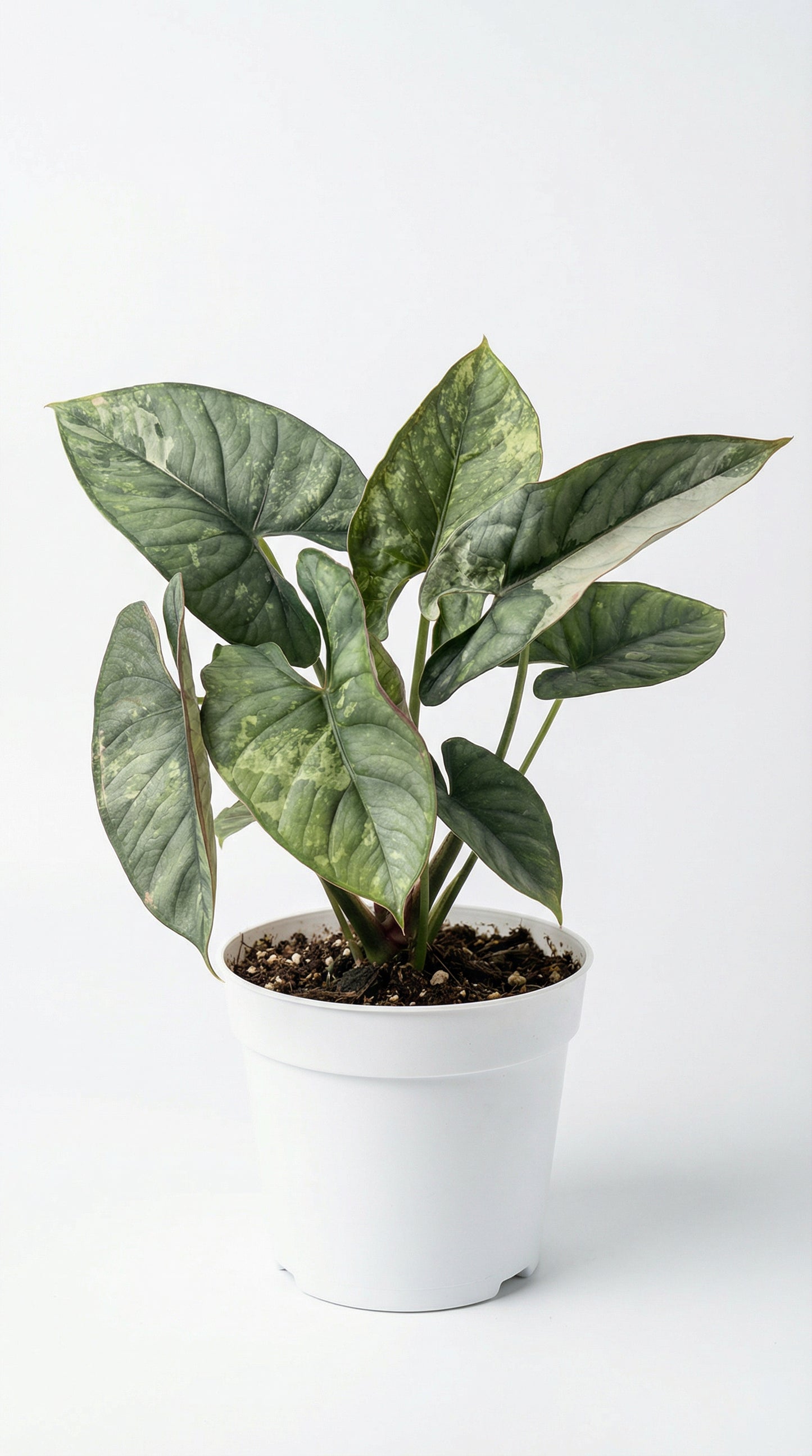 Alocasia bisma variegata - Preorder