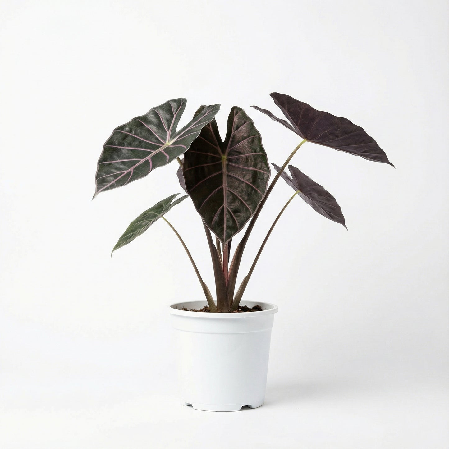 Alocasia watsoniana Red Vein