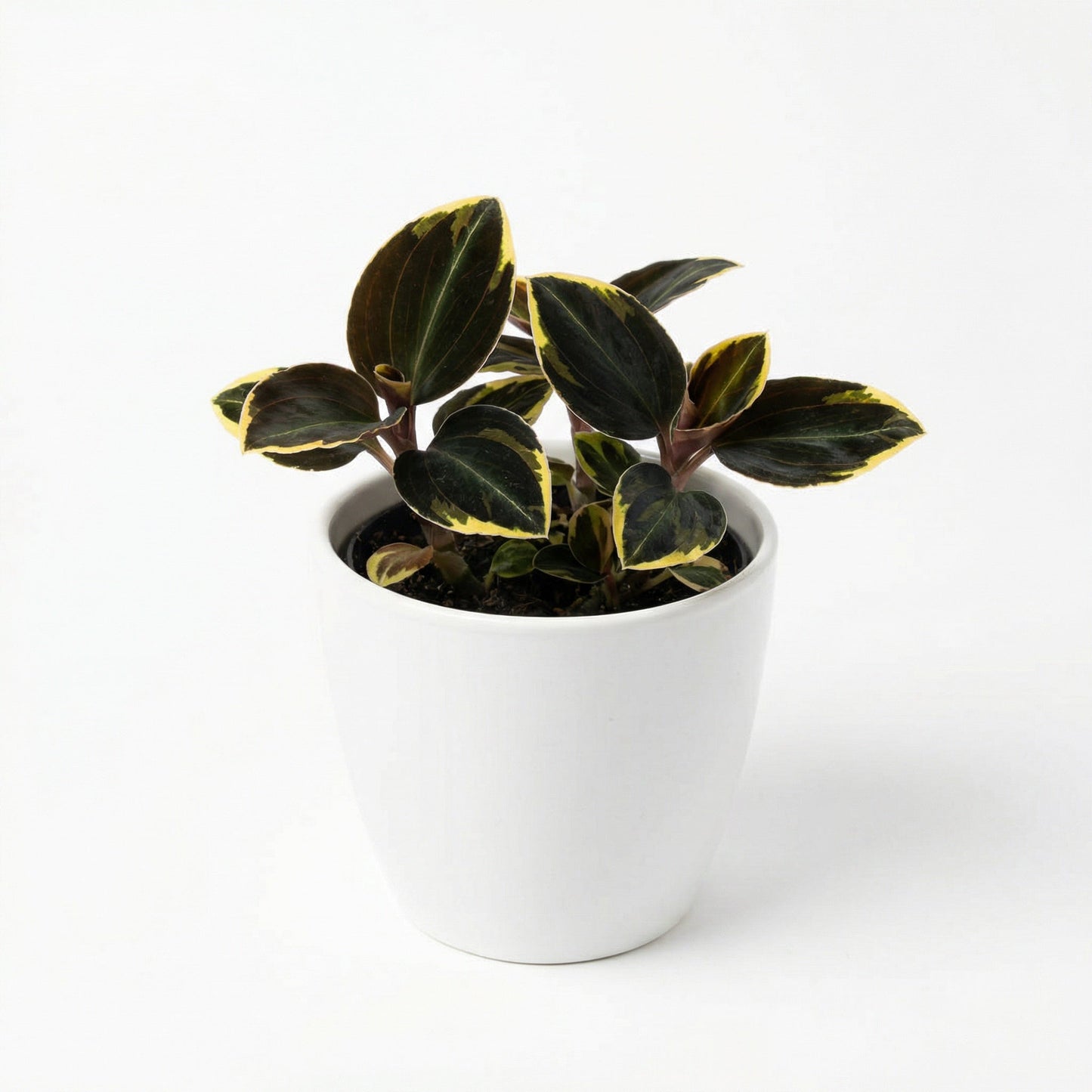 Anoectochilus Black Swan Aurea Variegated -exotic tropical Aroid plant