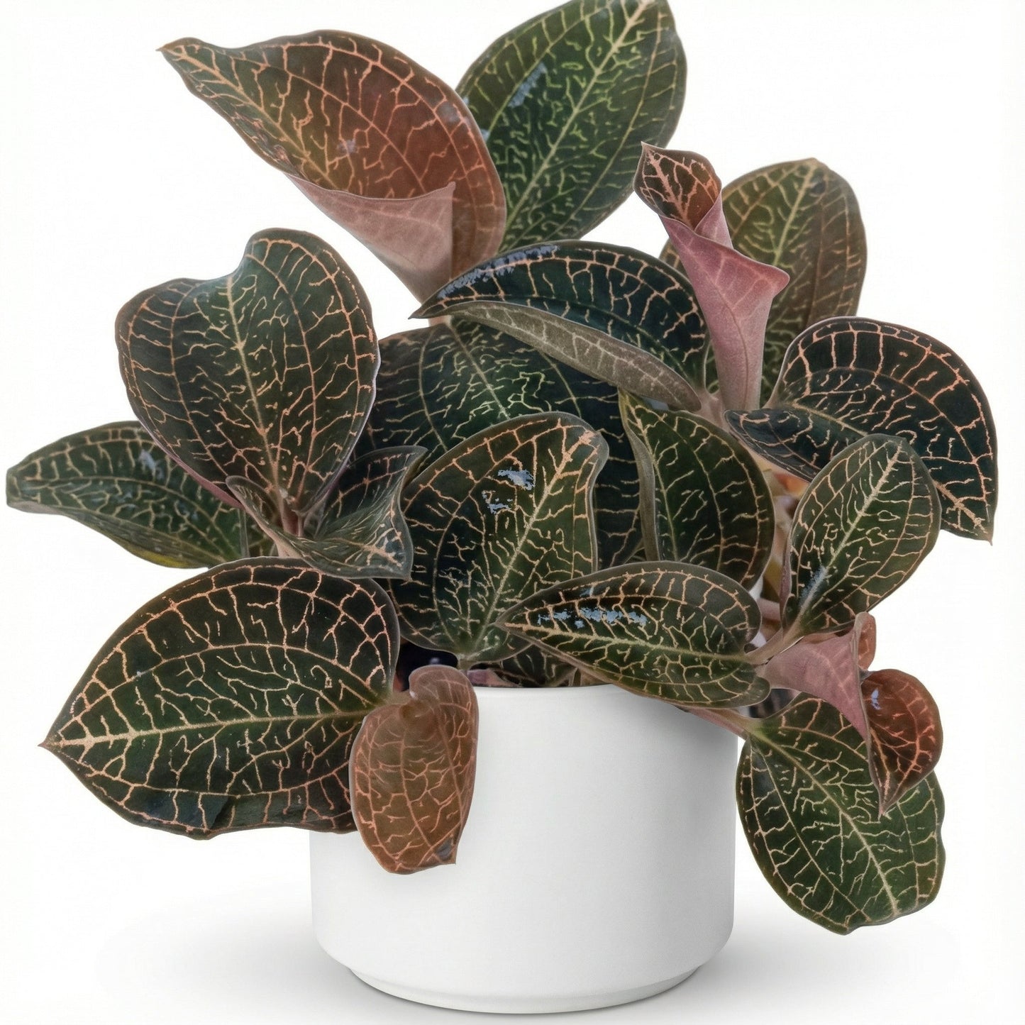 Anoectochilus Coarse Rod