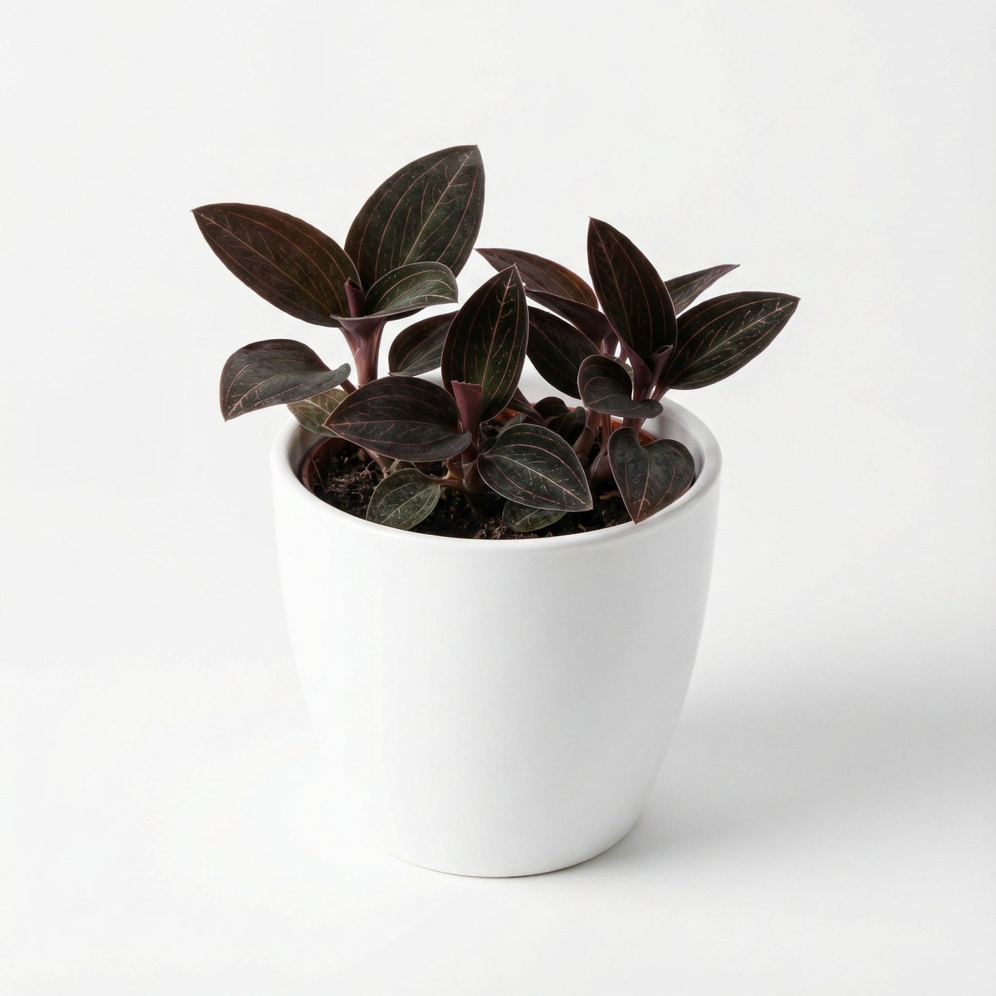 Anoectochilus Leaf Tip