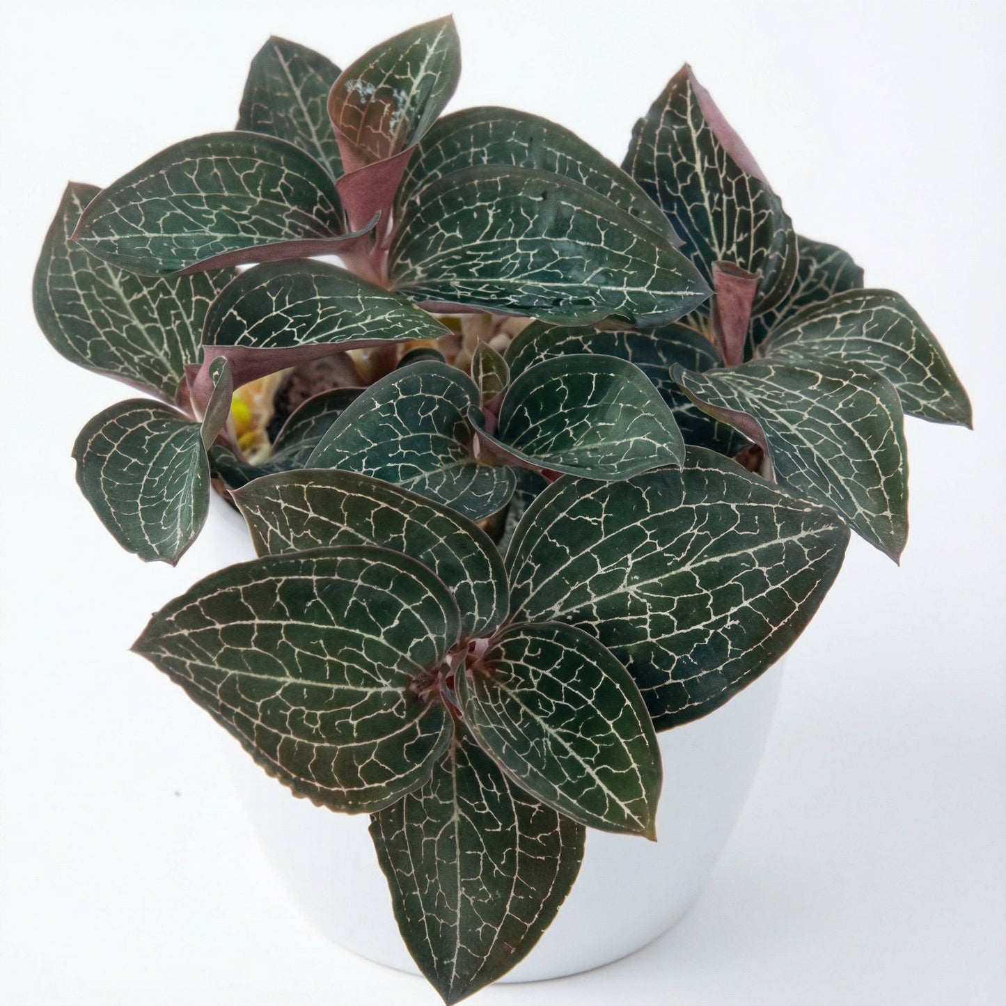 Anoectochilus Silver Silk