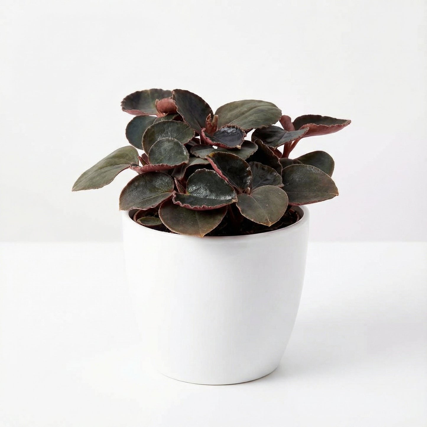 Anoectochilus Black Swan