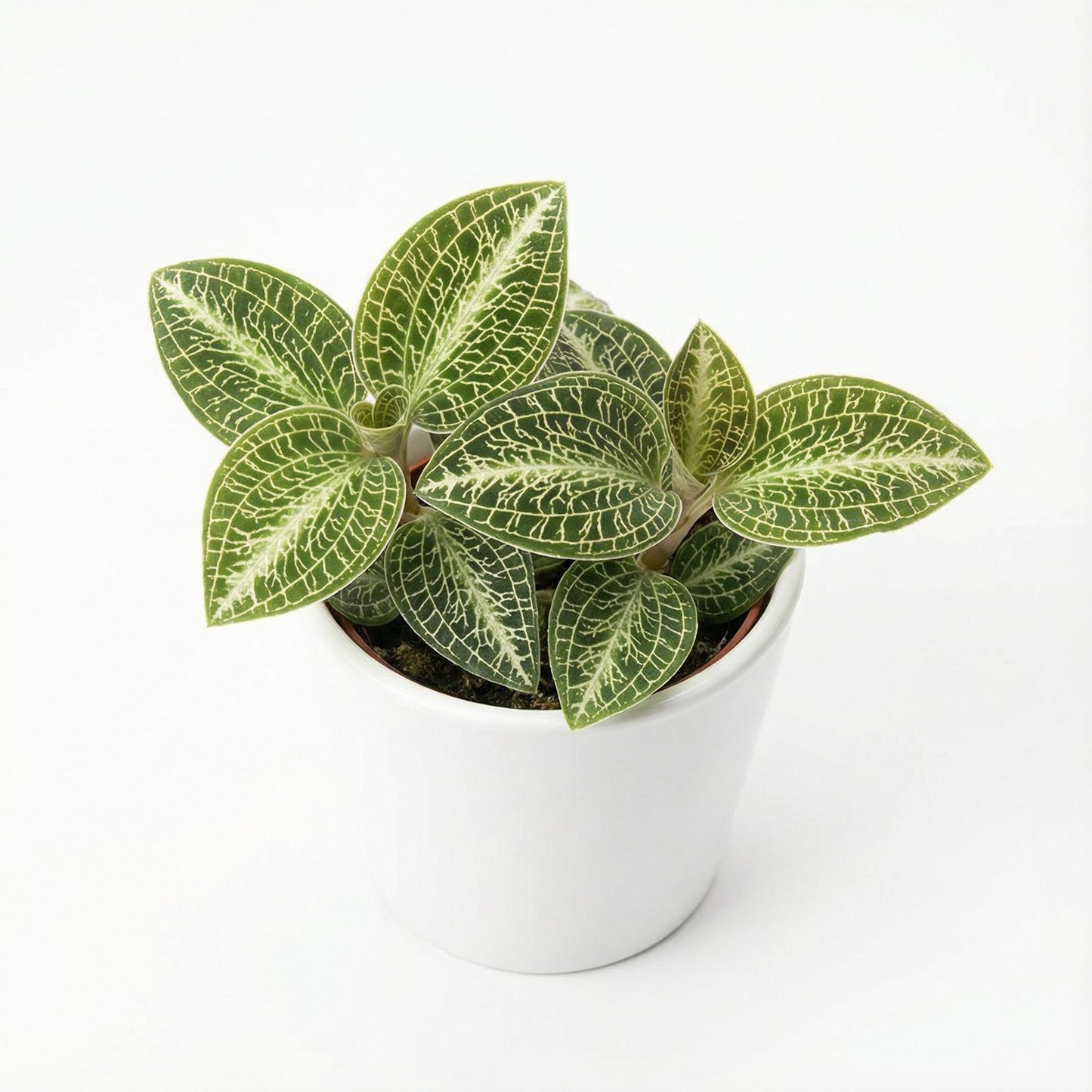 Anoectochilus Hybid Emerald Gold Var