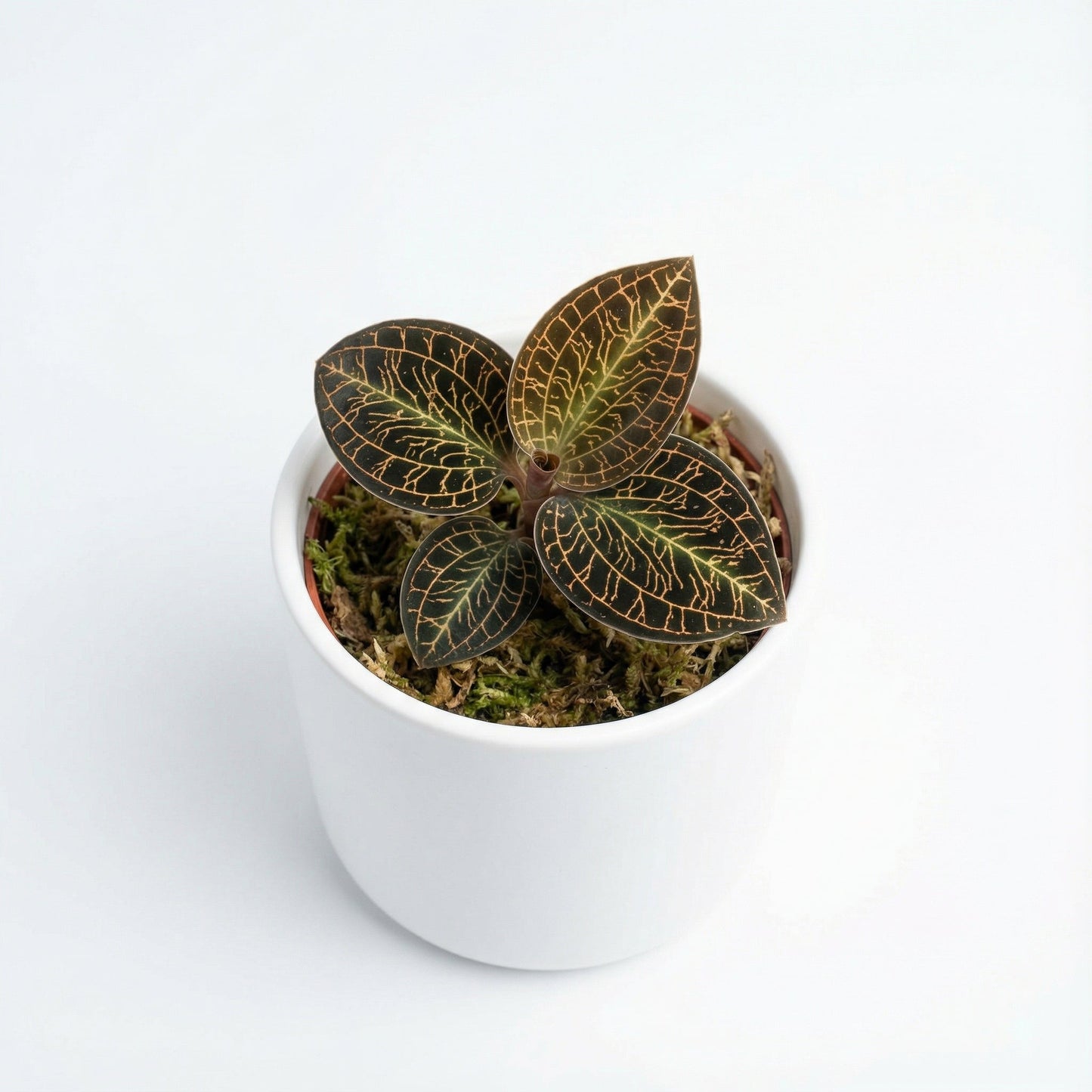 Anoectochilus Hybid Rose Gold