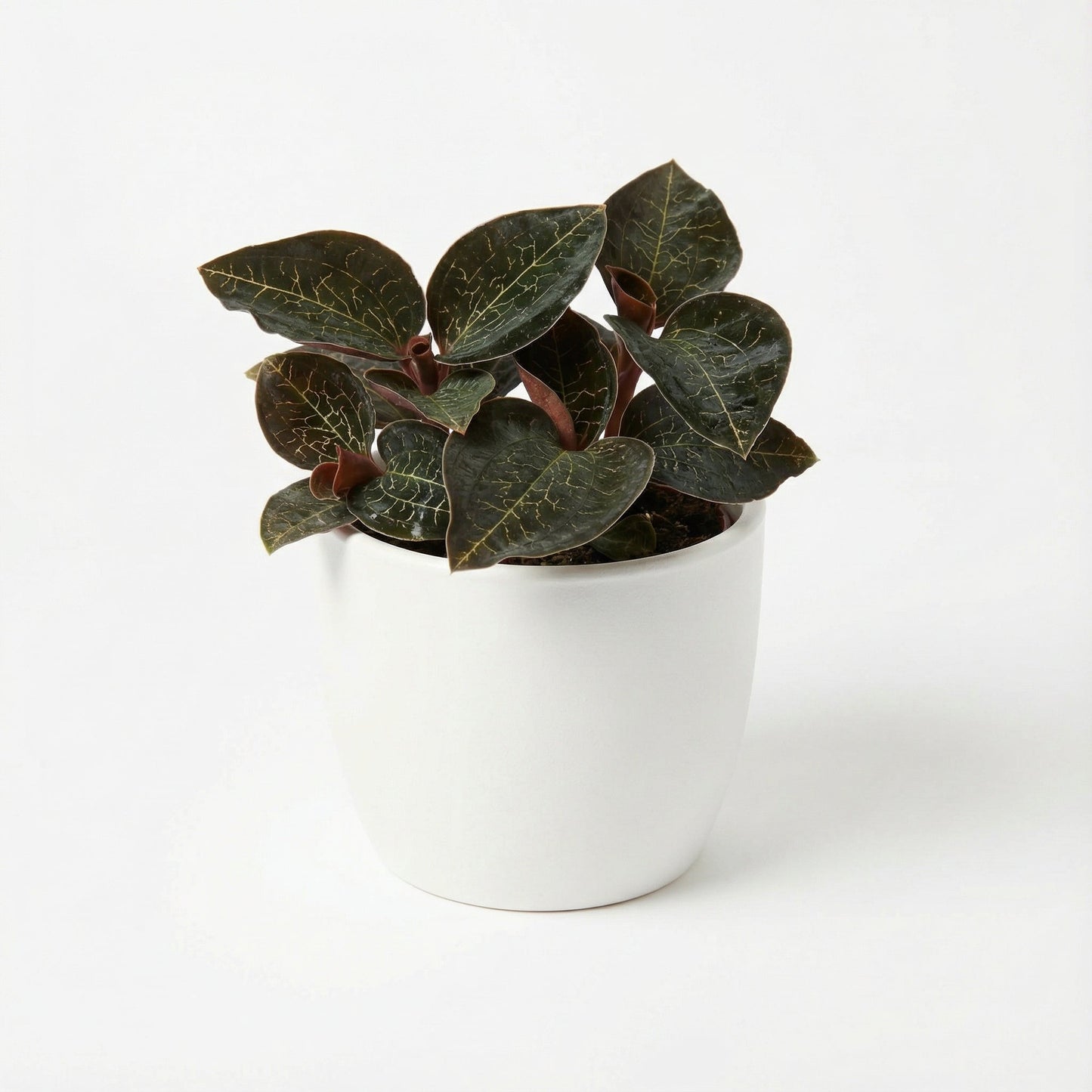 Anoectochilus Mascot