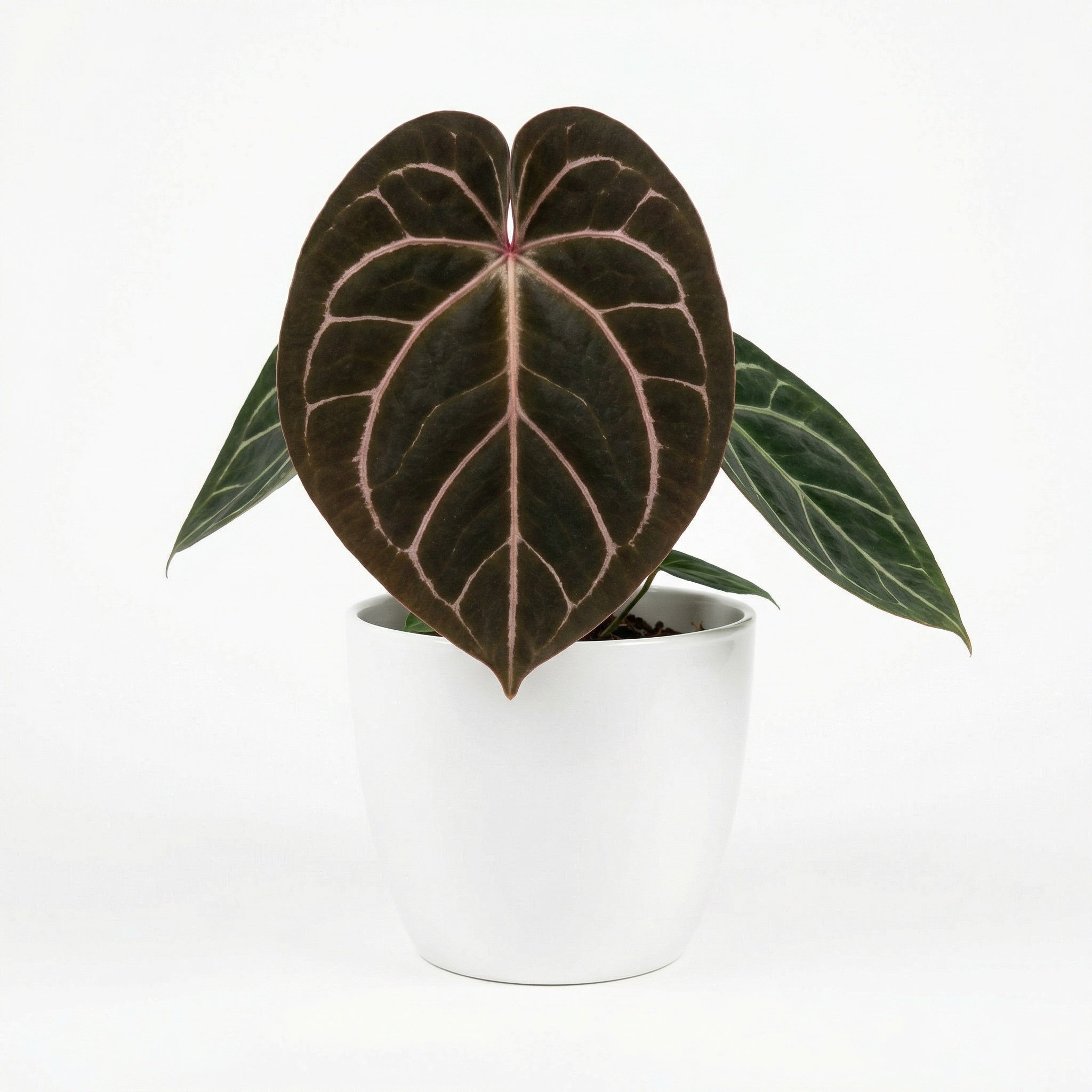 Anthurium King Of Spades - Preorder exotic tropical Aroid plant