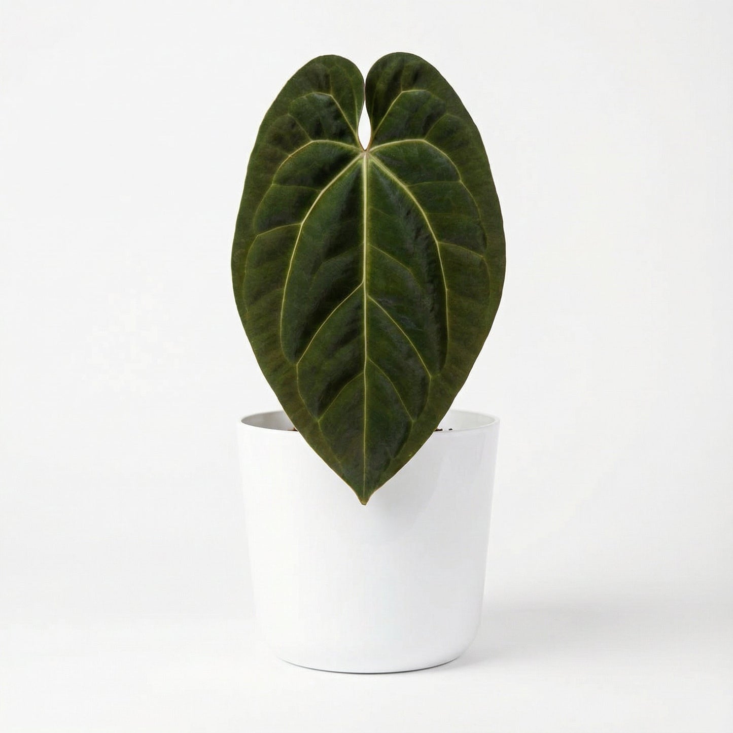 Anthurium Magnificum X Papillilaminum - Preorder Plant