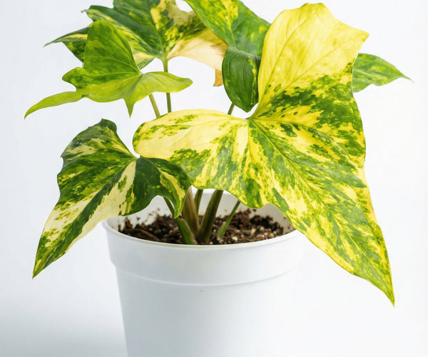 Anthurium pterodactyl Variegata - Anthurium pterodactyl