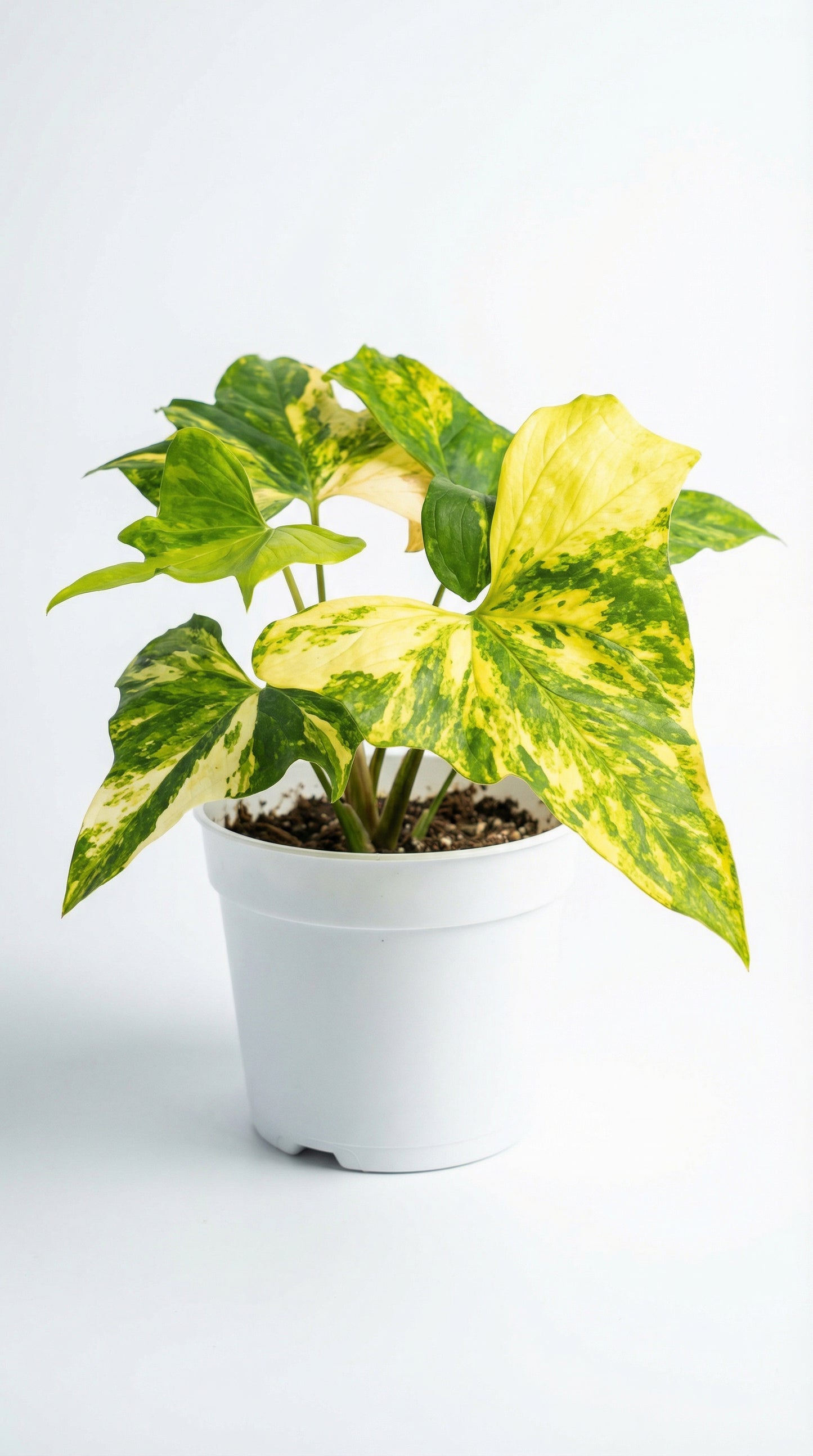 Anthurium pterodactyl Variegata - Preorder