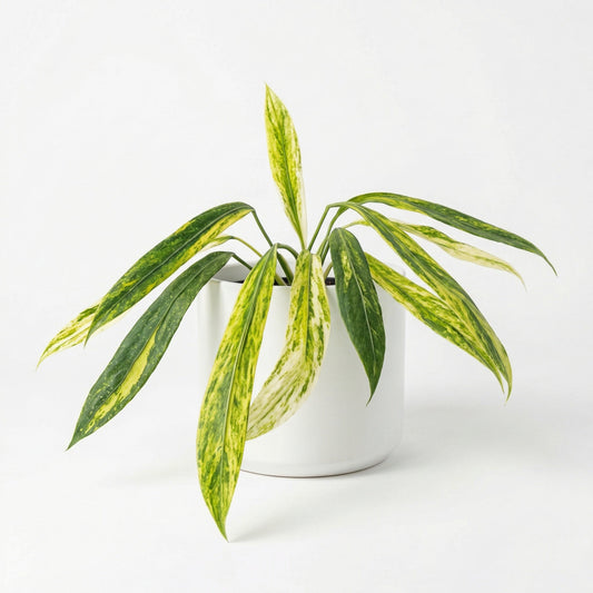 Variegated Anthurium Vittariifolium plant