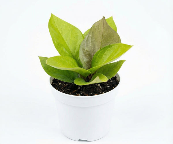 anthurium golden jenmanii Anthurium jenmanii golden - anthurium jenmanii golden preorder