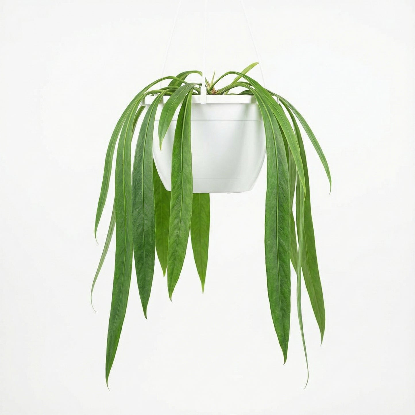 Anthurium vittarifolium - Preorder