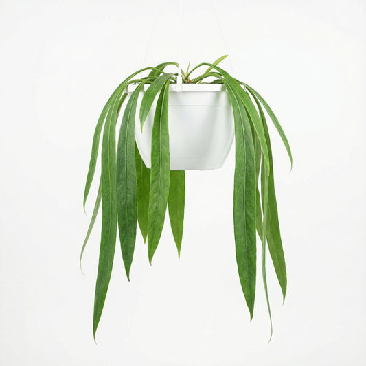 Anthurium vittariifolium