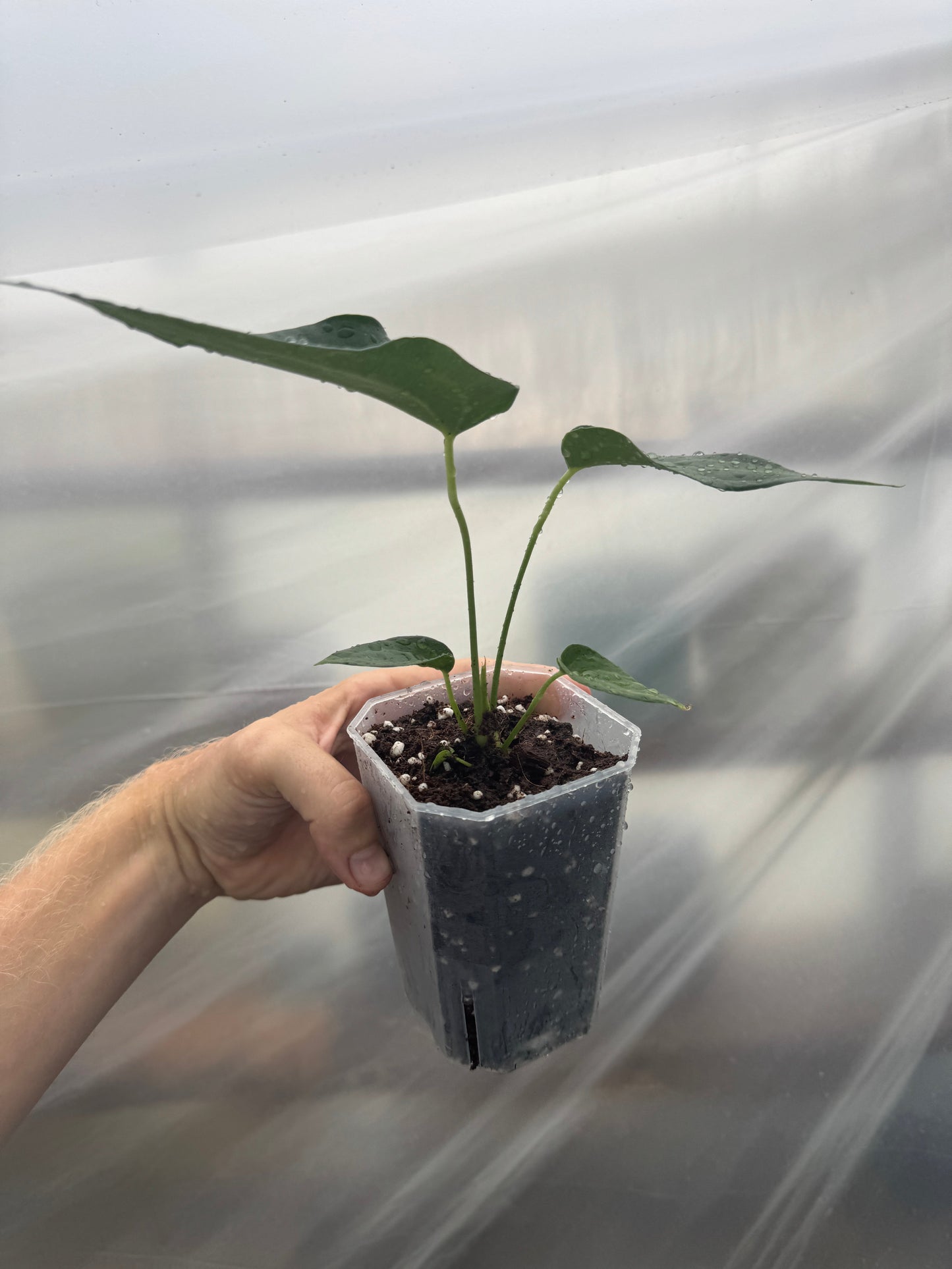 Anthurium 'DELTAFORCE'