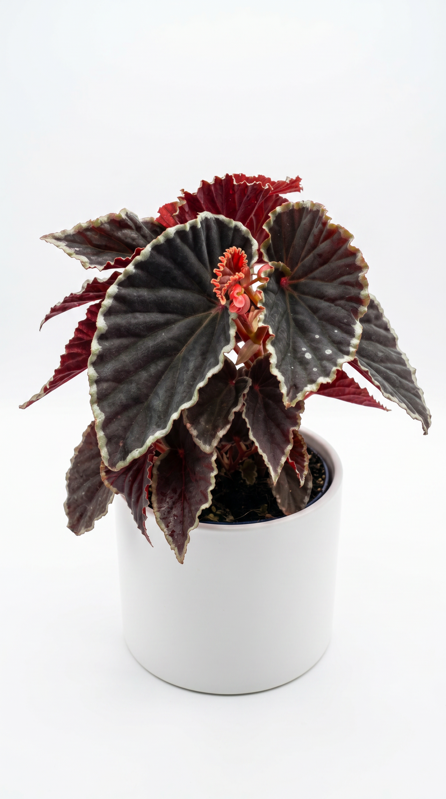Begonia darthvaderiana 'Green Spot'