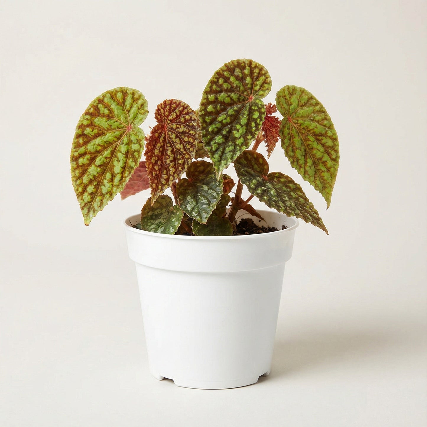 Begonia Chlorosticta