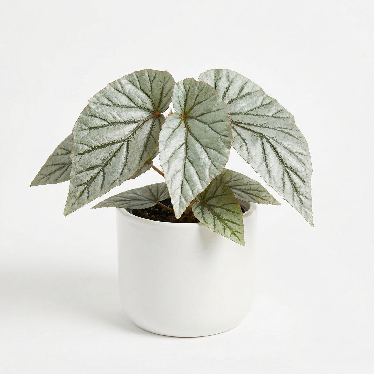 Begonia Don Miller