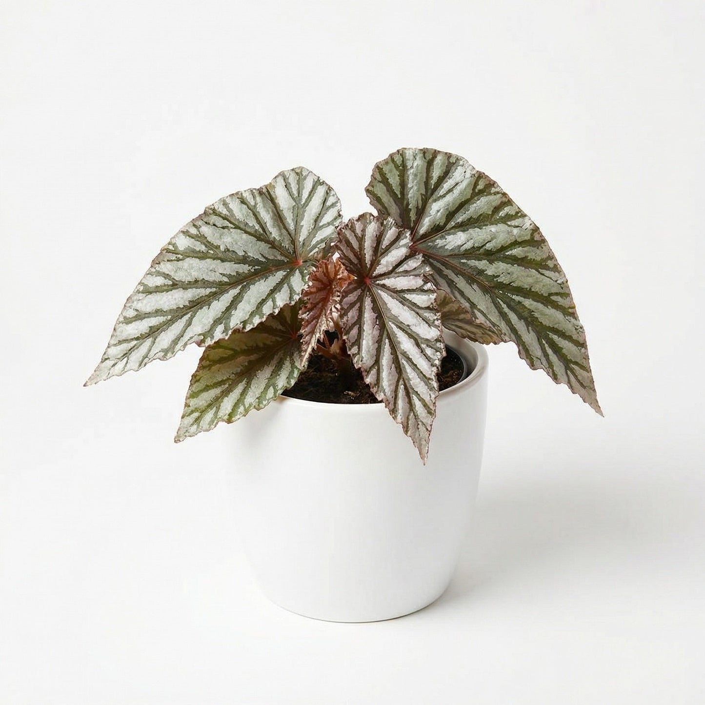 Begonia Downhome