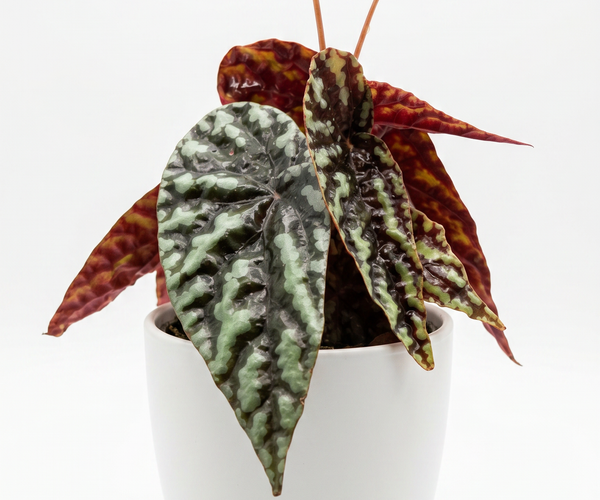 Begonia Nopphitan Care - Compact Foliage Guide – Plantthatplant