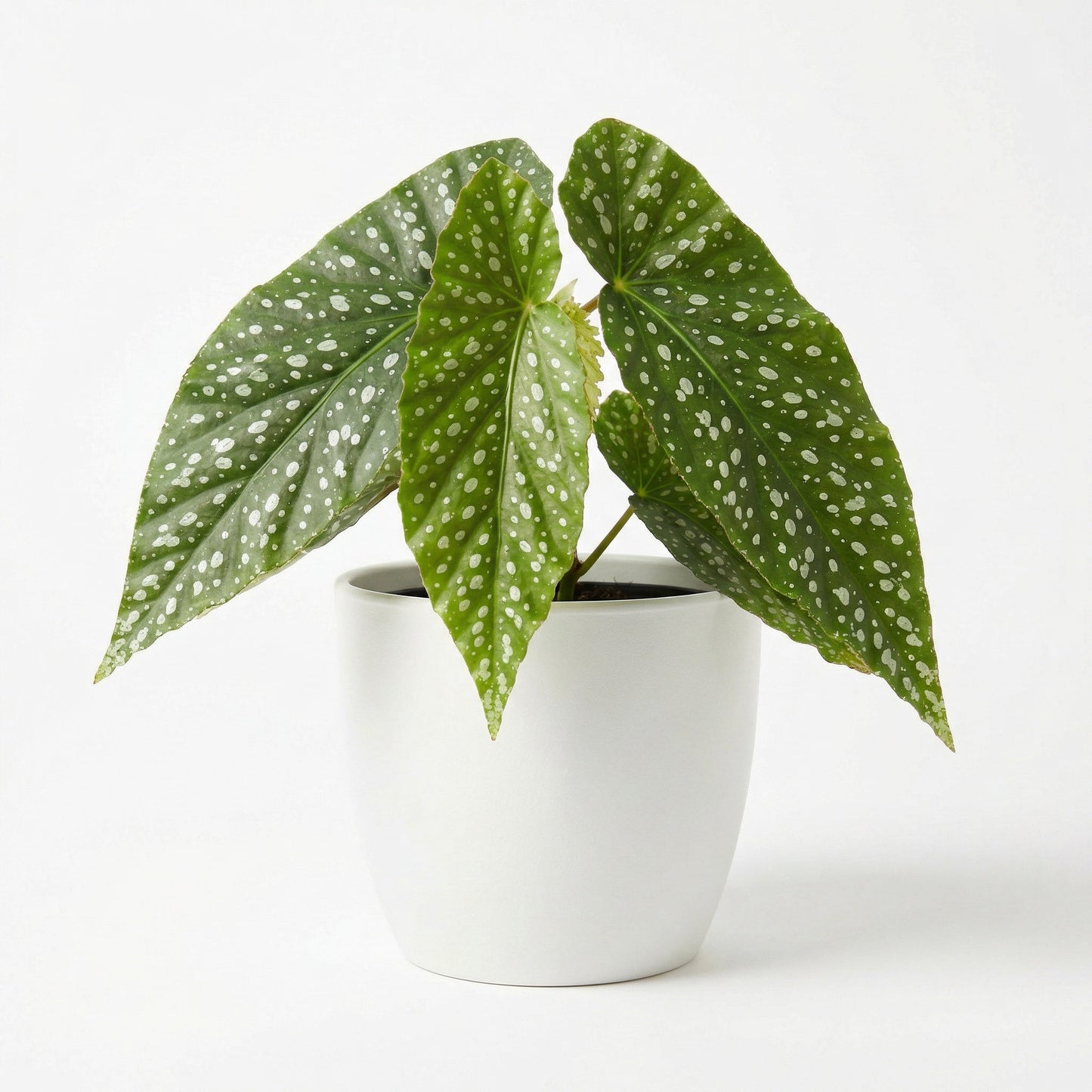 Begonia White Ice