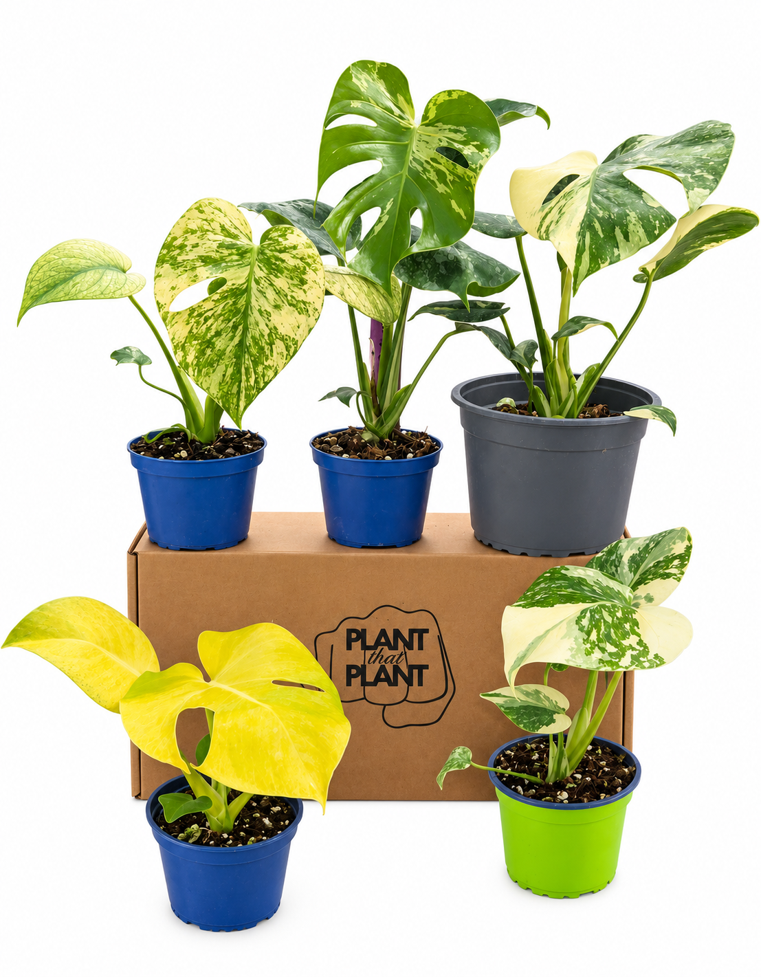 Monstera Collector's Bundle – Thai Constellation, Cream Cheese, Bulbasaur, Lemon Lime & Mint