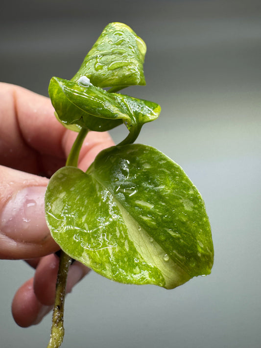 Close-up of Monstera ELECTROLYTE showing striking variegation and fenestrated foliage, a rare addition to any plant collection.