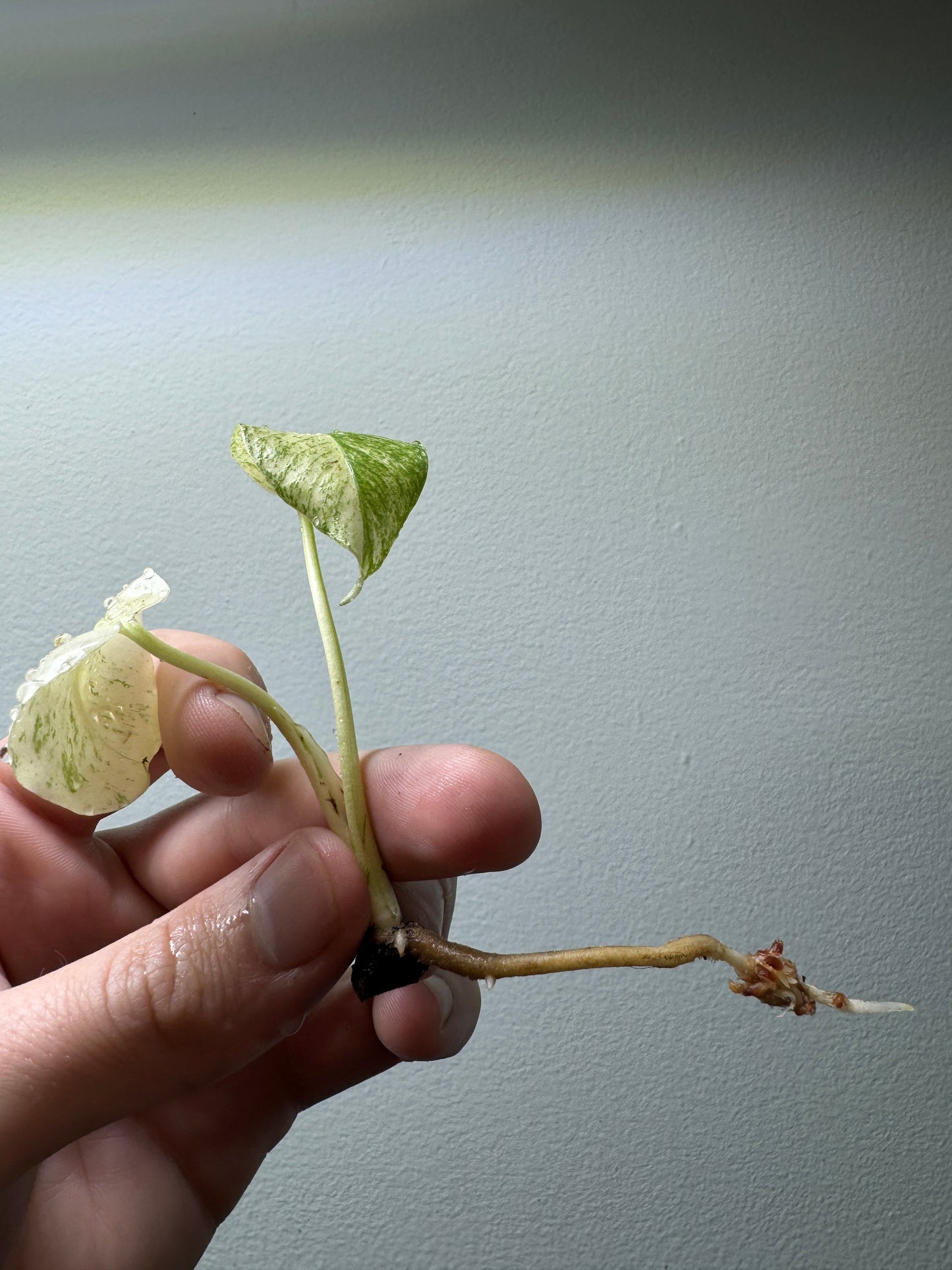 Monstera 'weißes Monster' '