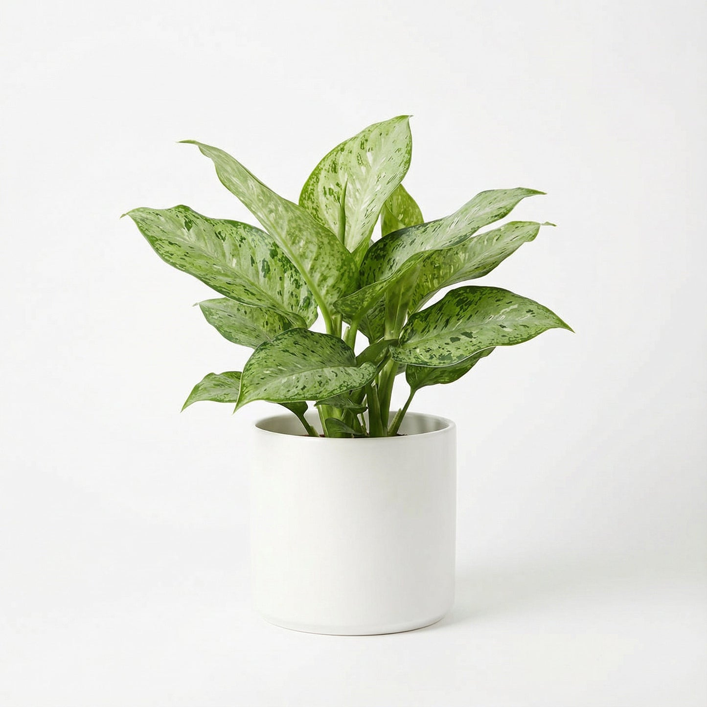 Dieffenbachia Memoria Corsii