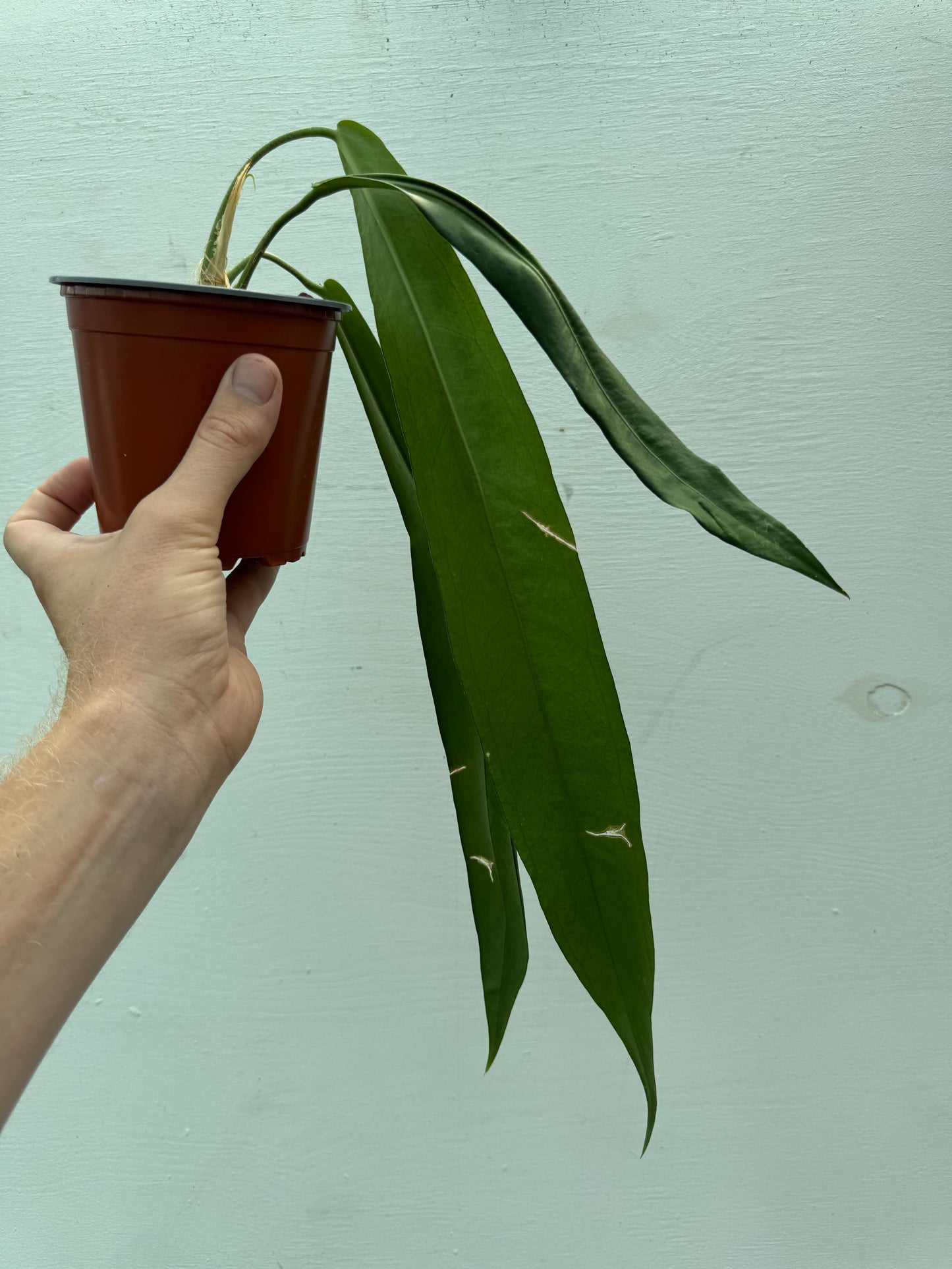Anthurium pallidiflorum
